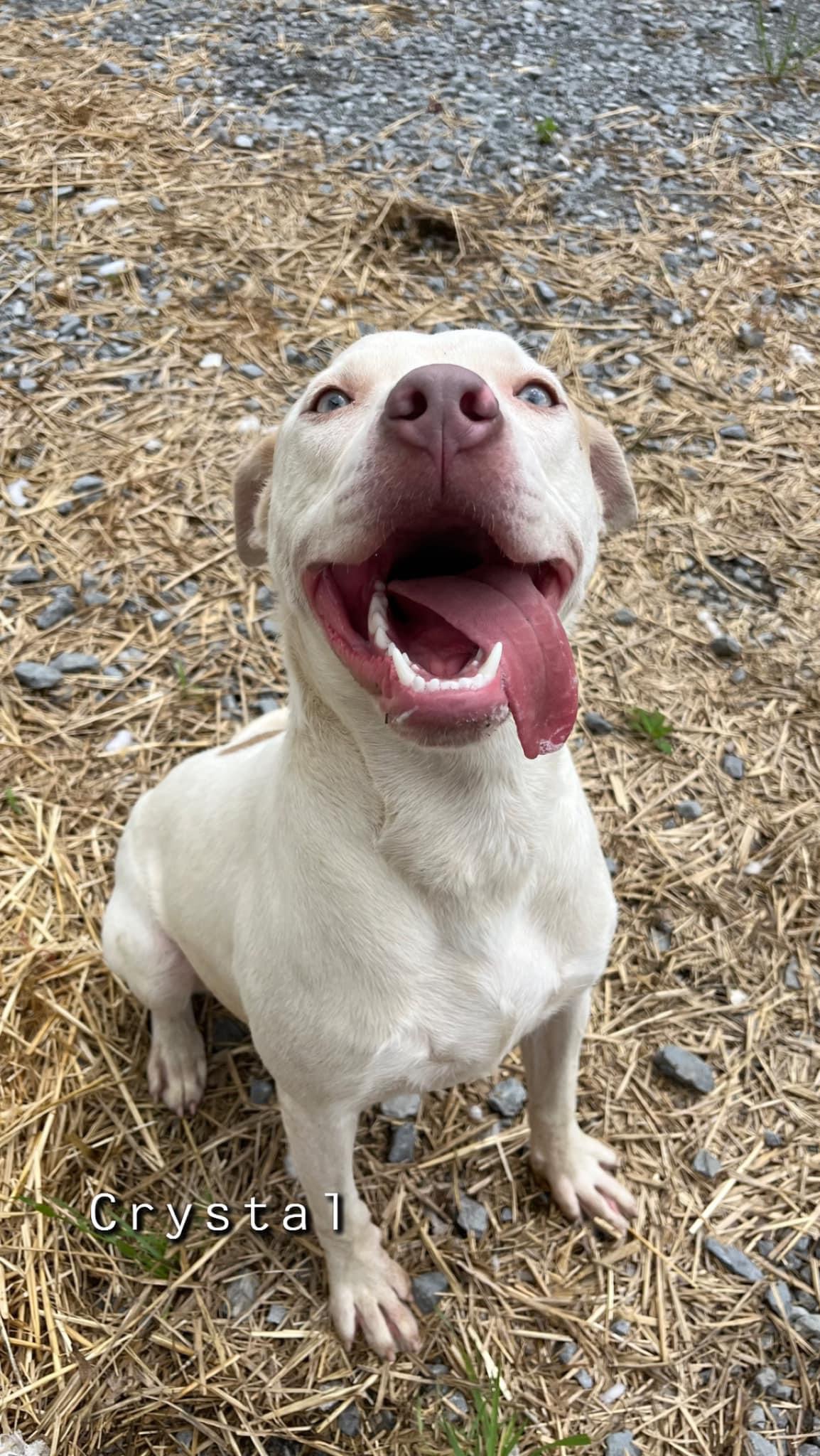 Crystal, a Adoptable Mixed Breed in Shelbyville, TN image 2/2