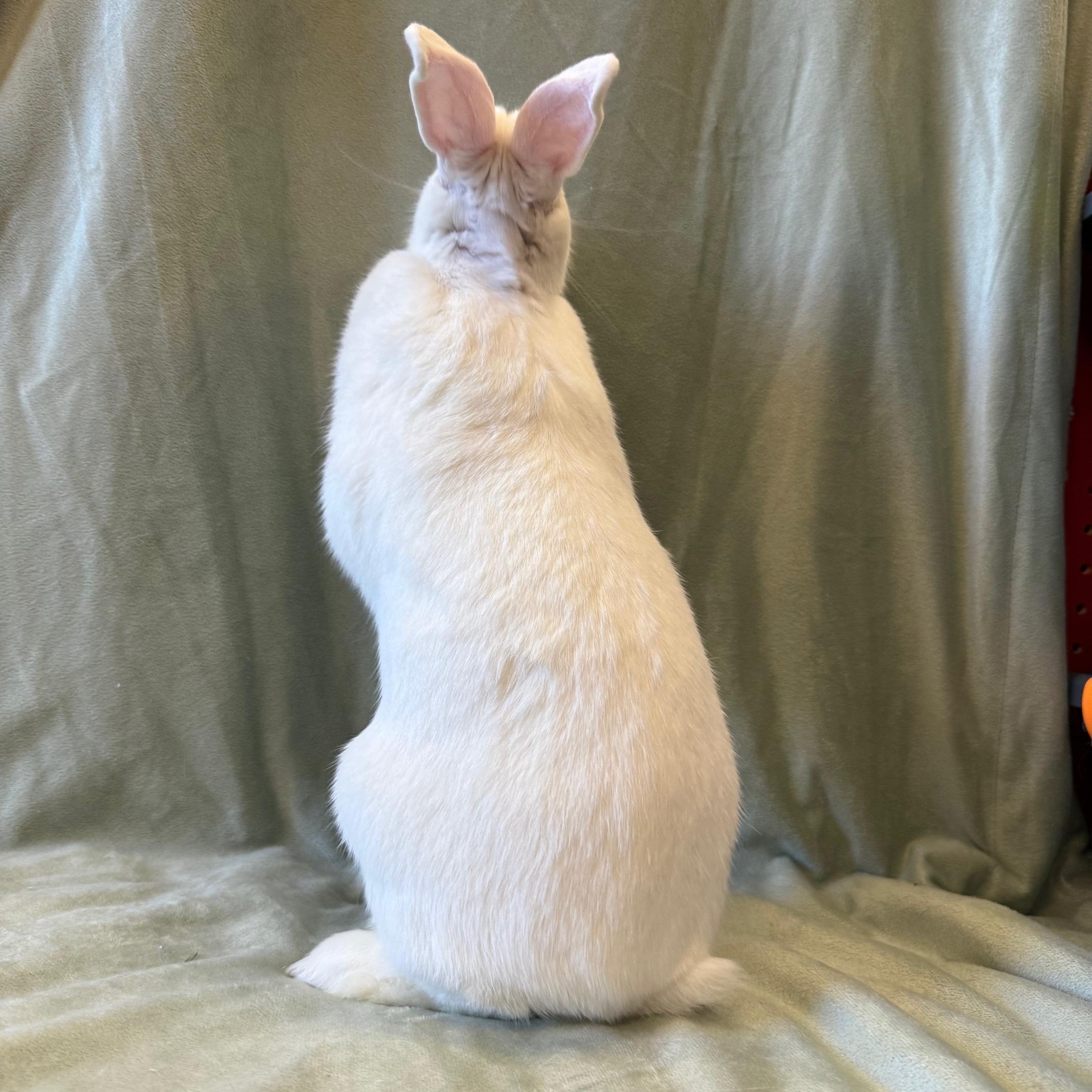 Enlarge Orange, a Adoptable mixed breed in Rancho Cordova, CA image 2/6