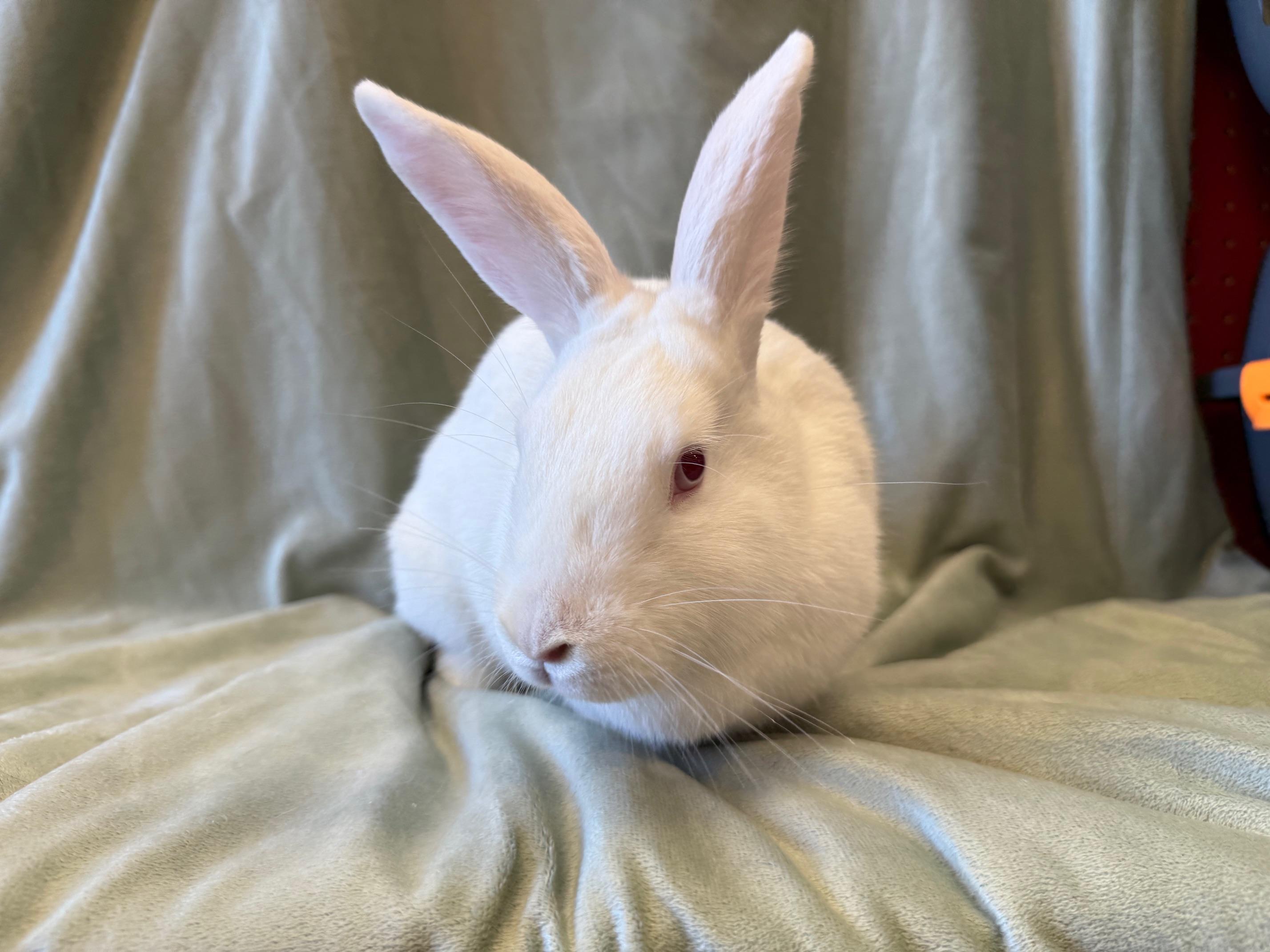 Enlarge Orange, a Adoptable mixed breed in Rancho Cordova, CA image 3/6