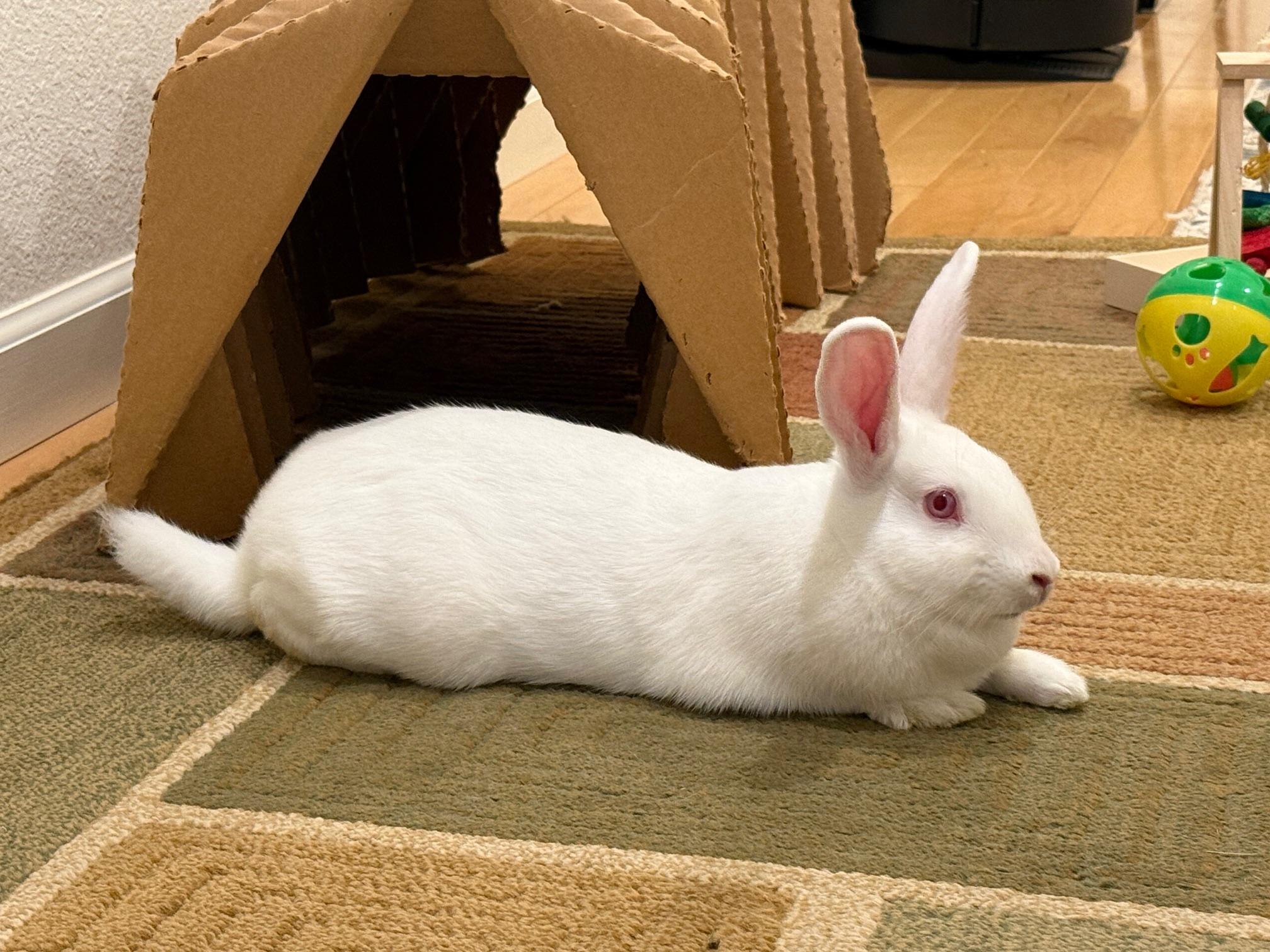 Enlarge Orange, a Adoptable mixed breed in Rancho Cordova, CA image 1/6