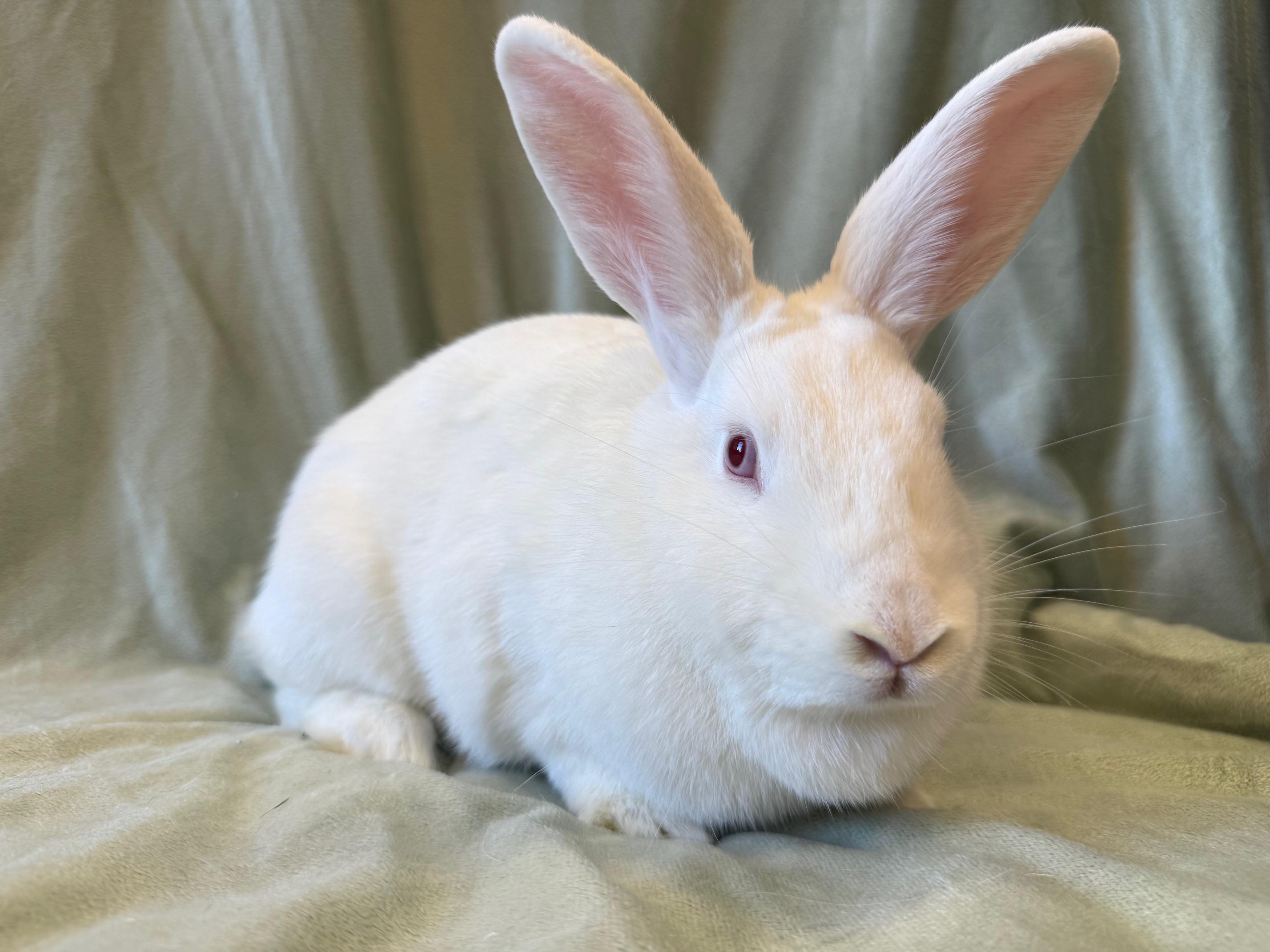 Enlarge Orange, a Adoptable mixed breed in Rancho Cordova, CA image 4/6