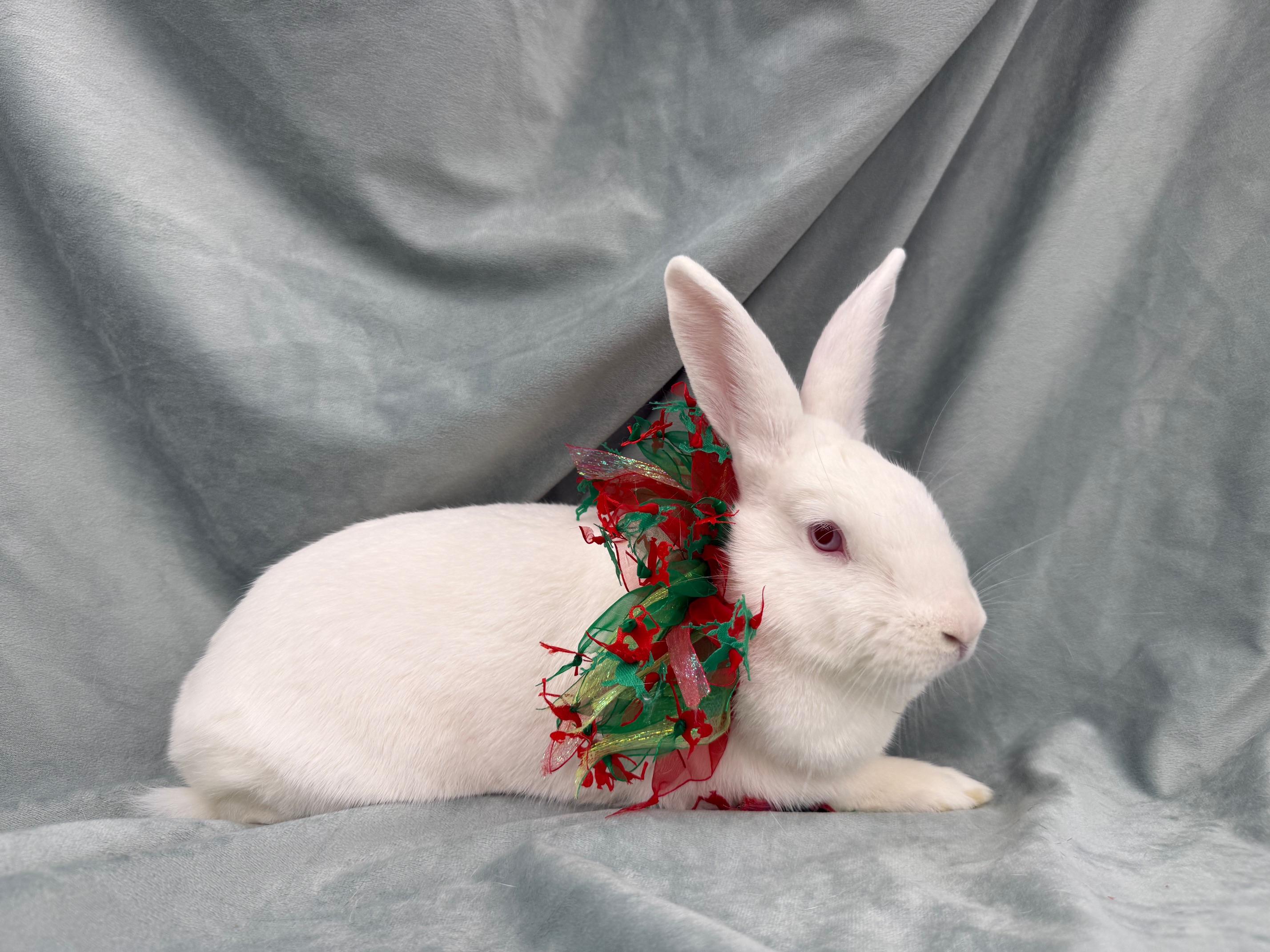 Enlarge Orange, a Adoptable mixed breed in Rancho Cordova, CA image 1/1