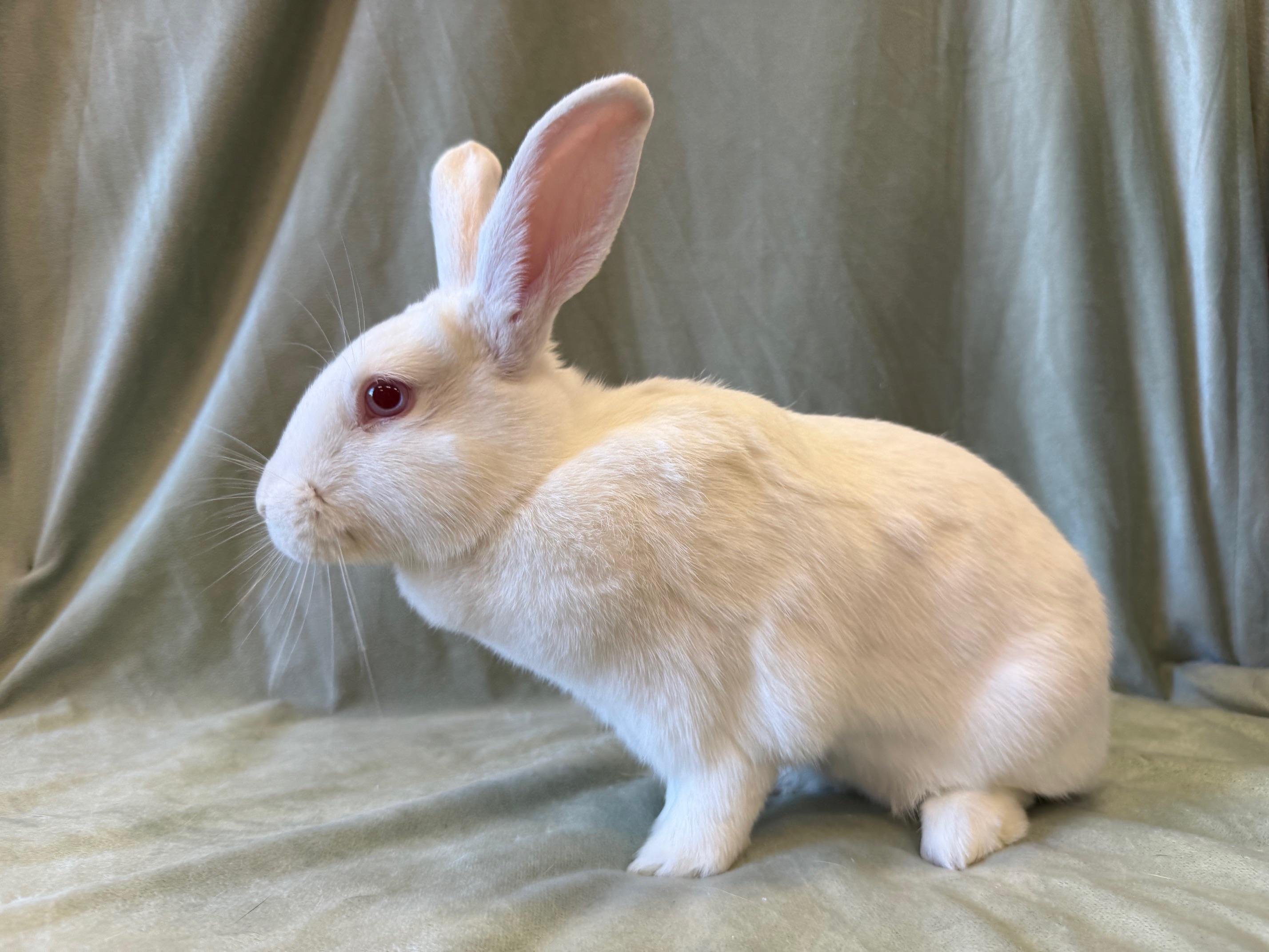 Enlarge Orange, a Adoptable mixed breed in Rancho Cordova, CA image 5/6
