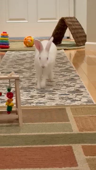 Enlarge Orange, a Adoptable mixed breed in Rancho Cordova, CA video 6/6