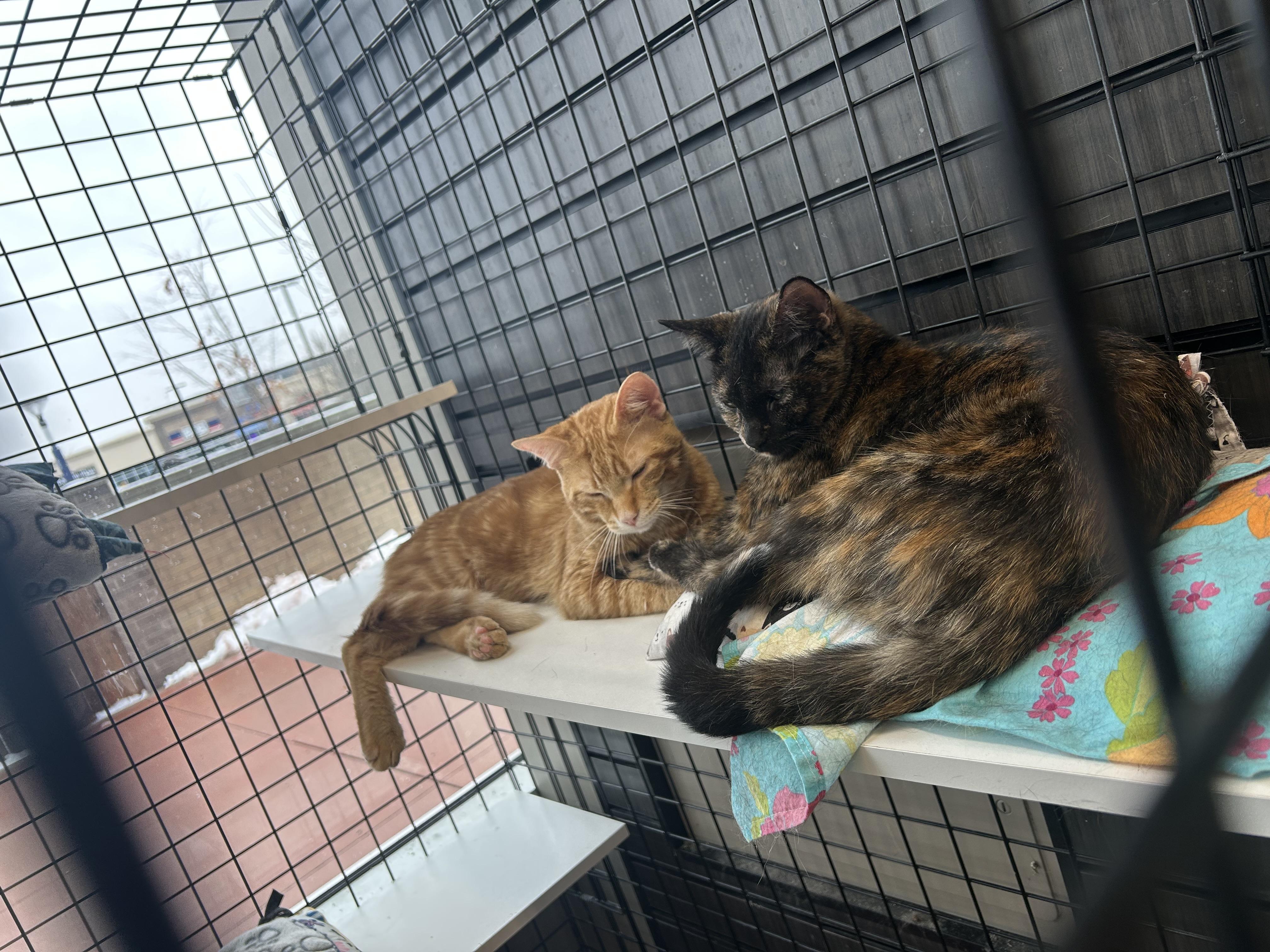 Enlarge Jasmine-Foster, a Adoptable Domestic Short Hair in Mississauga, ON image 2/2