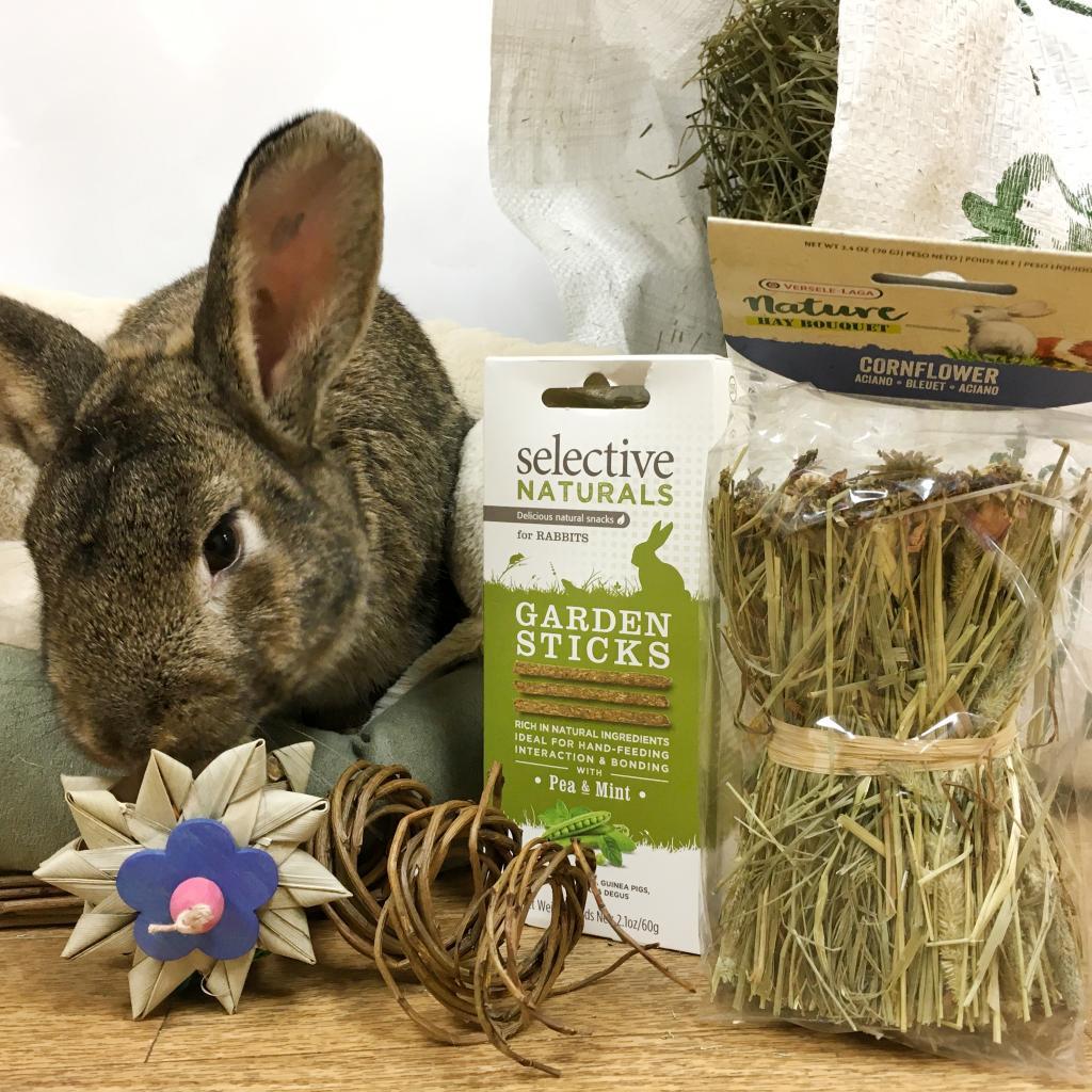 Macchiato, Adoptable, Adult Male American.