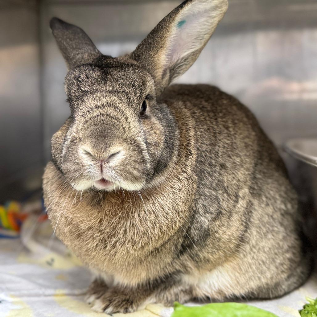 Macchiato, a Adoptable American in Richmond, CA image 2/6
