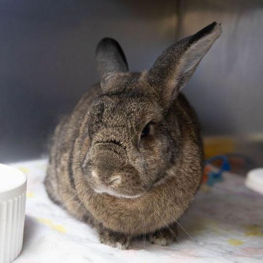 Macchiato, a Adoptable American in Richmond, CA image 4/6