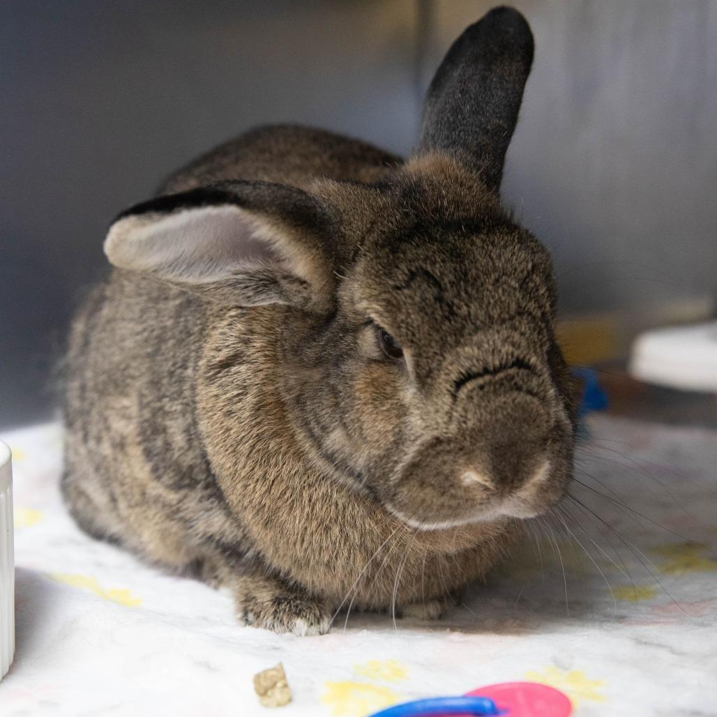 Macchiato, a Adoptable American in Richmond, CA image 5/6