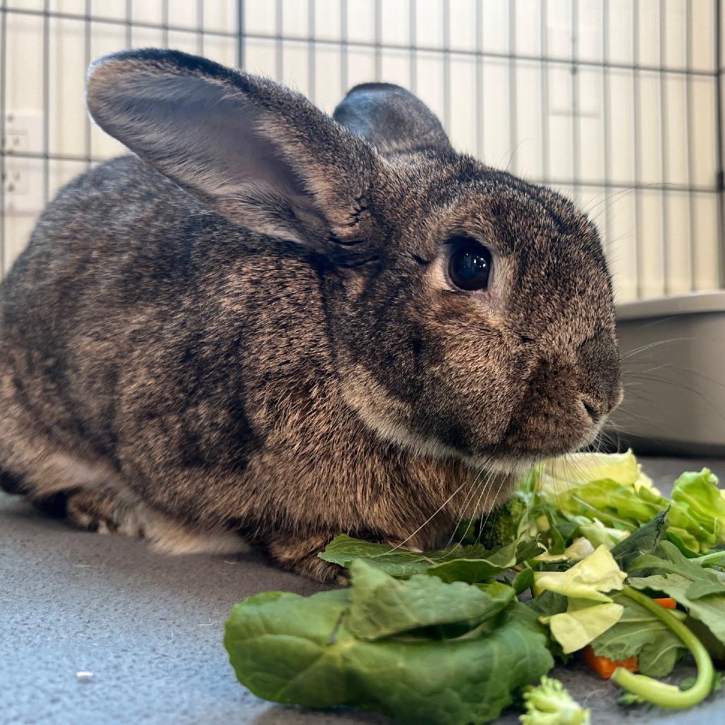 Macchiato, a Adoptable American in Richmond, CA image 6/6
