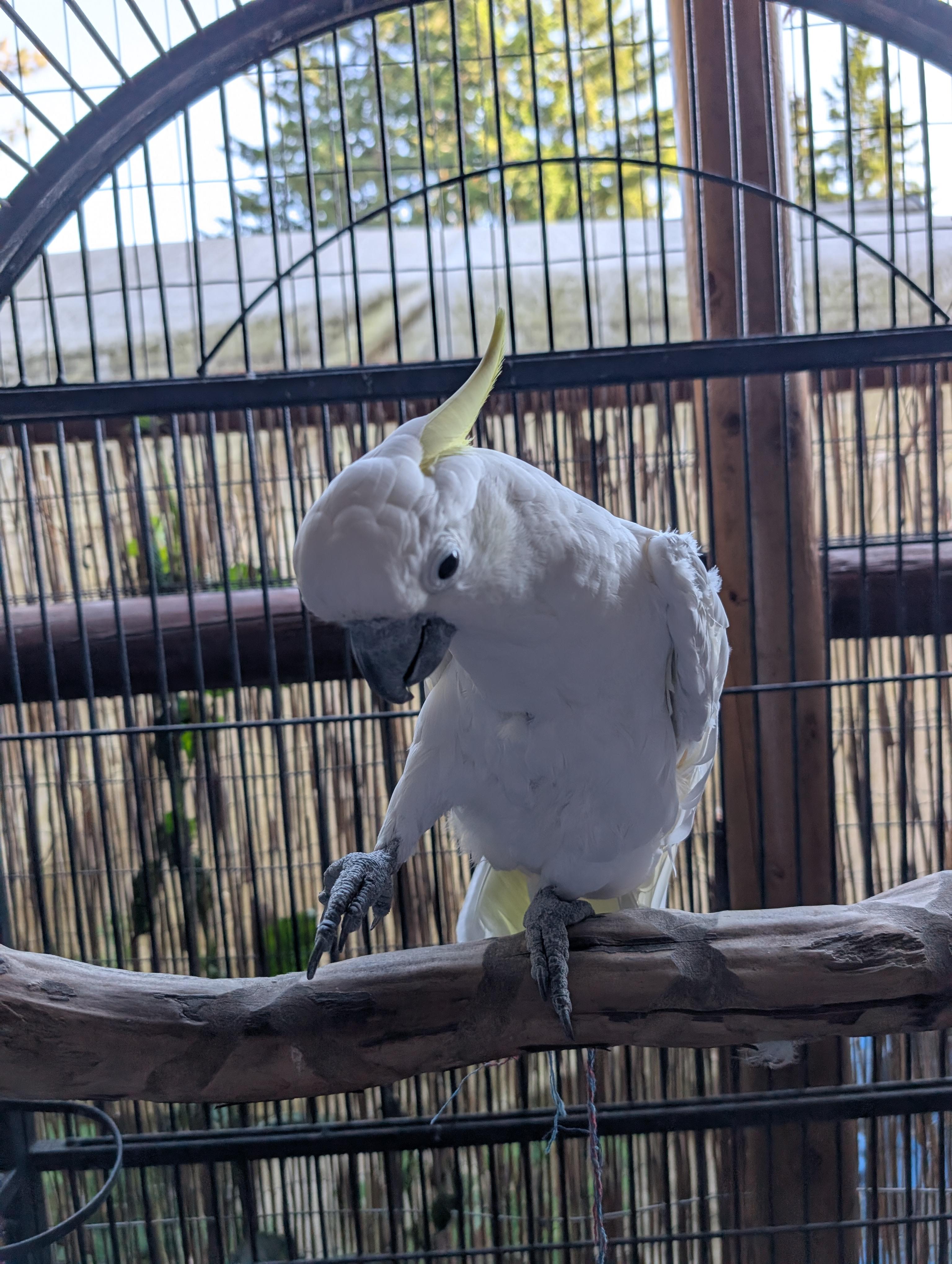 Enlarge Popcorn The Cockatoo, an adoptable Cockatoo in Vancouver, WA image 1/6