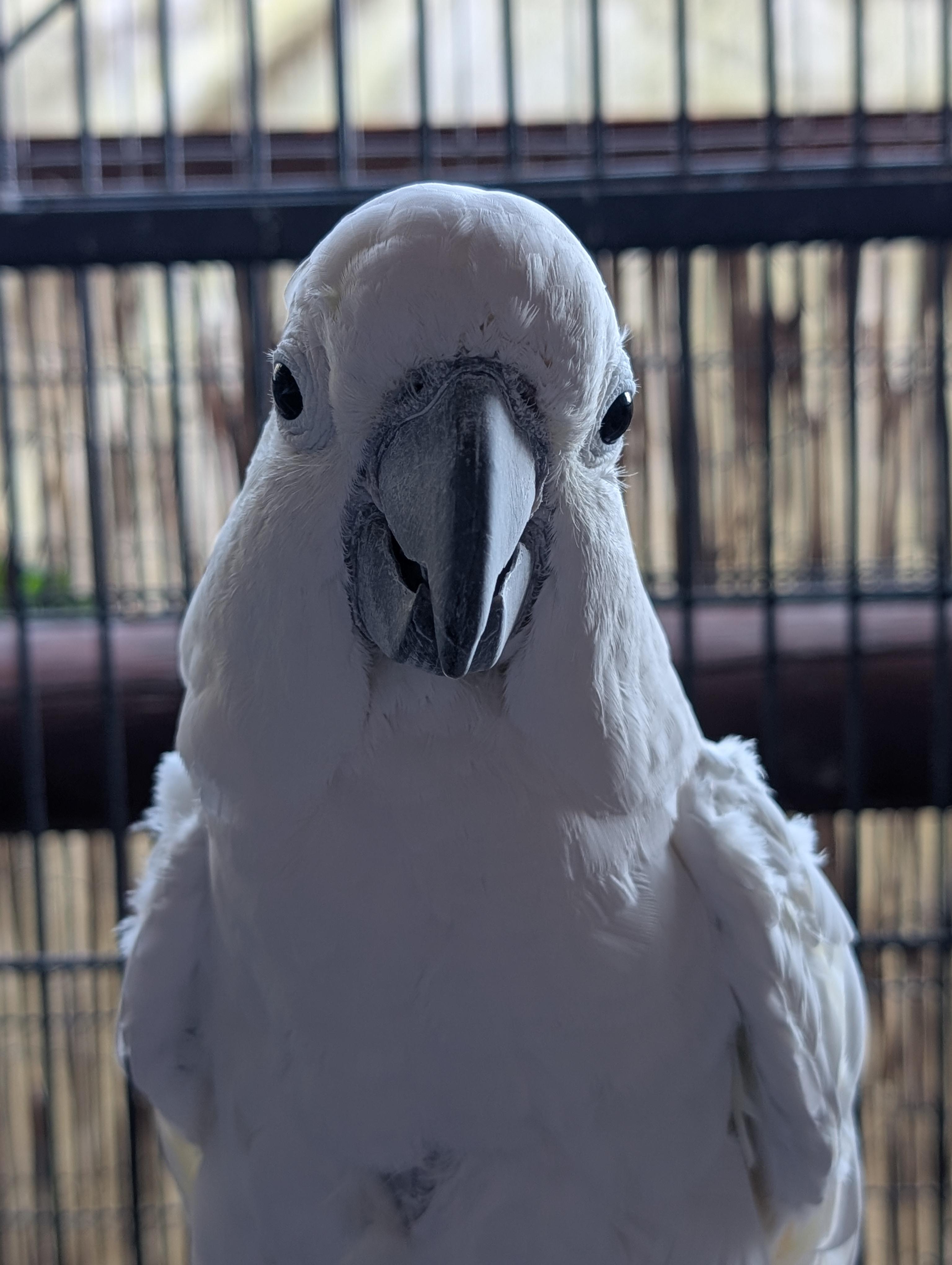 Enlarge Popcorn The Cockatoo, an adoptable Cockatoo in Vancouver, WA image 4/6