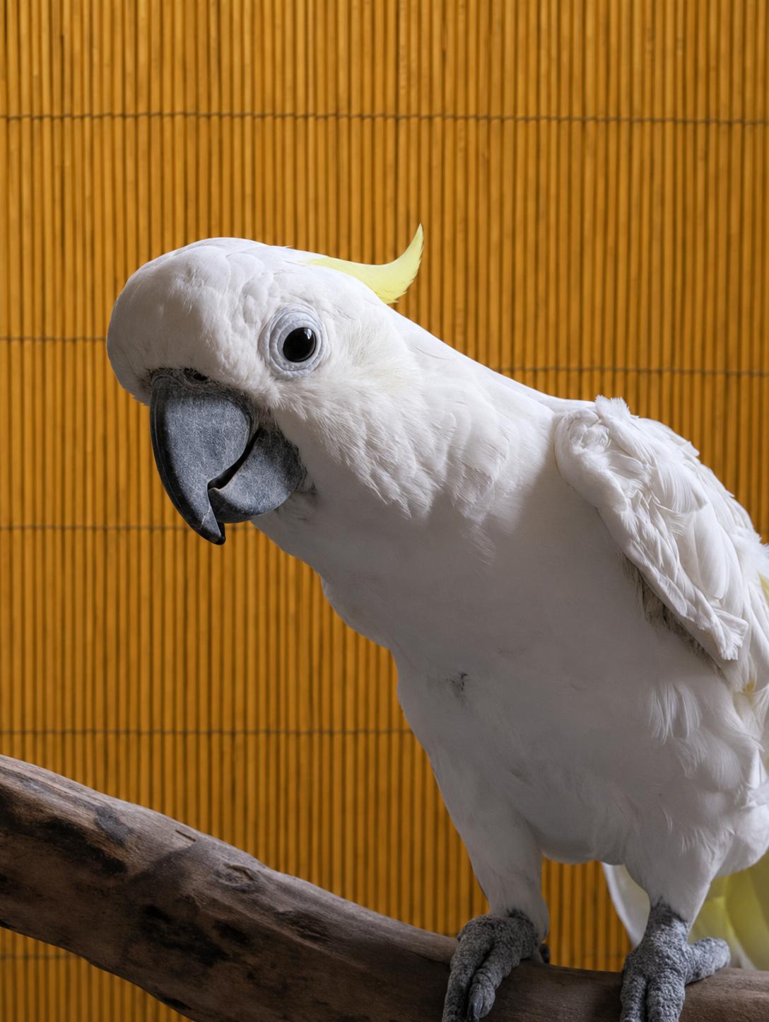 Popcorn The Cockatoo, an adoptable Cockatoo in Vancouver, WA image 1/6