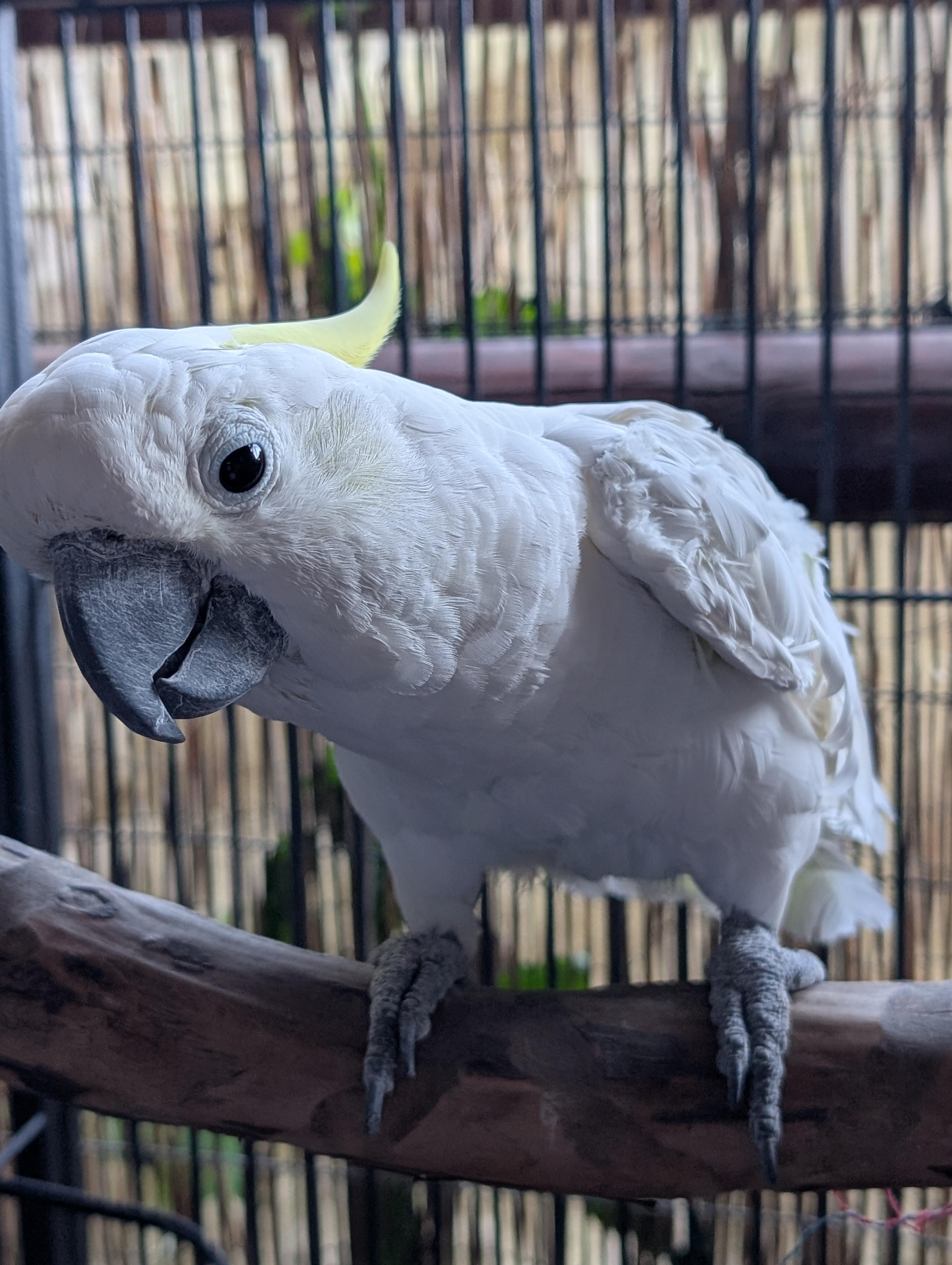 Enlarge Popcorn The Cockatoo, an adoptable Cockatoo in Vancouver, WA image 5/6