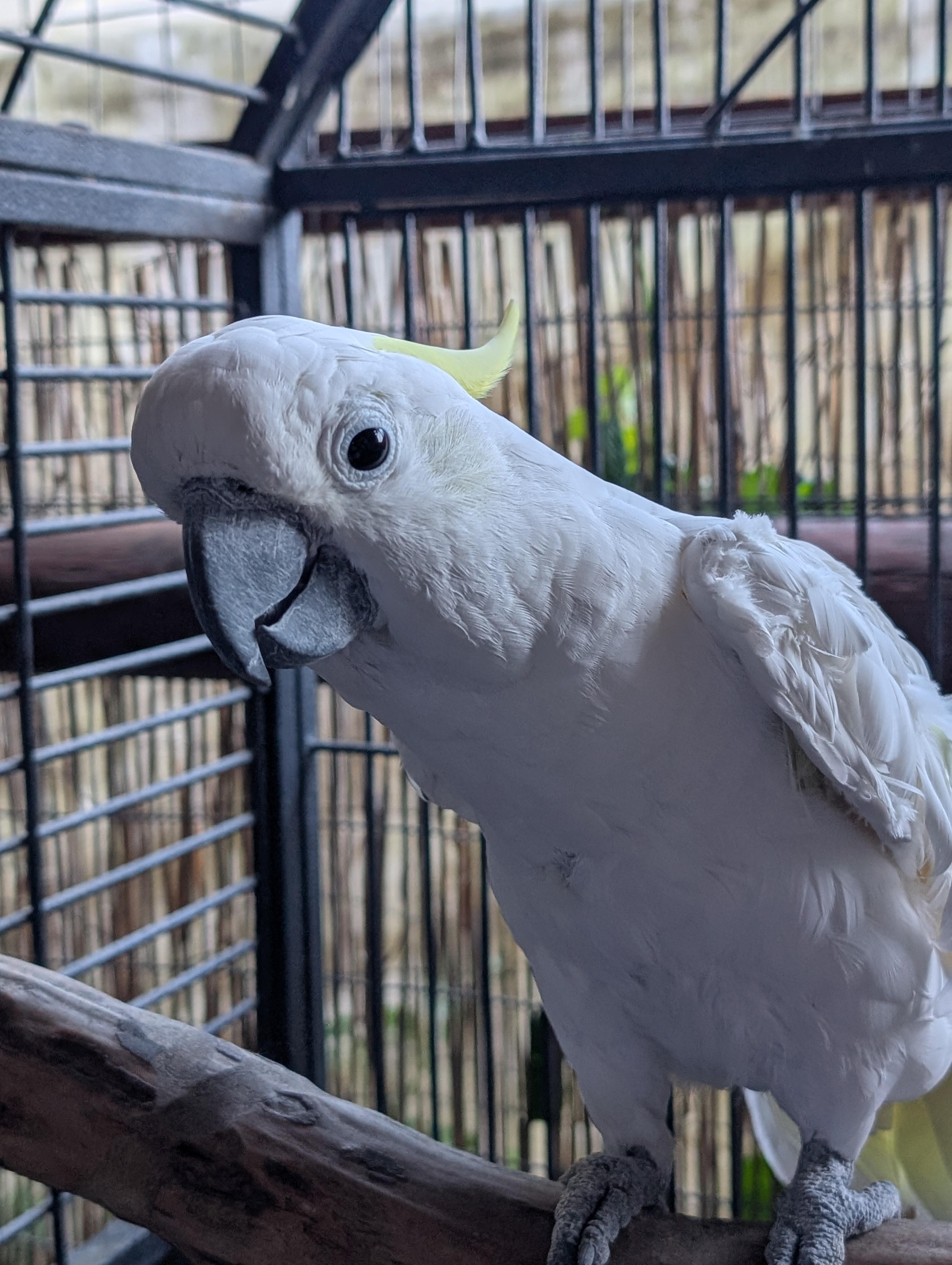 Popcorn The Cockatoo, adoptable, Adult Male Cockatoo.