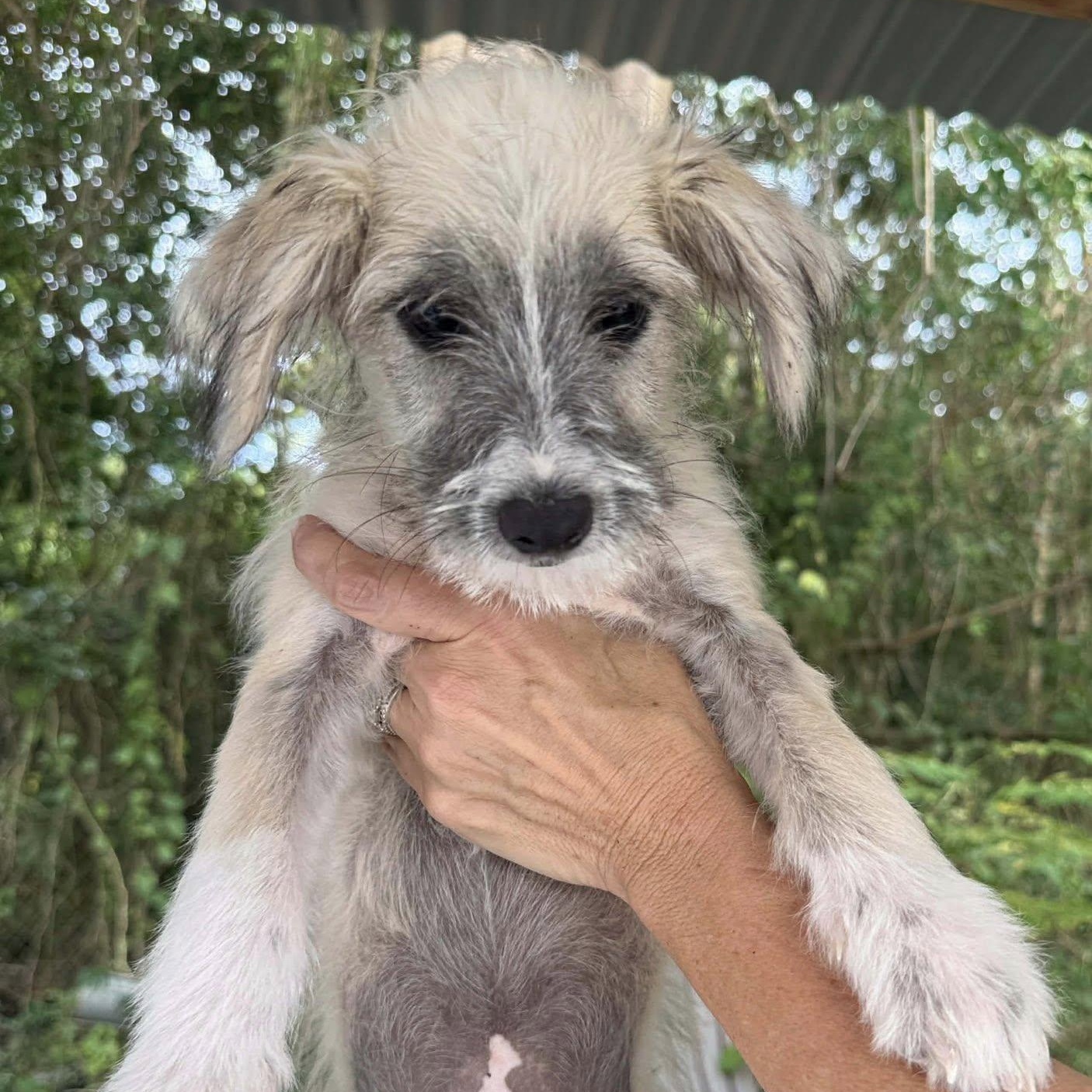 Enlarge Blizzard, a ADOPTABLE mixed breed in Nanuet, NY image 1/5