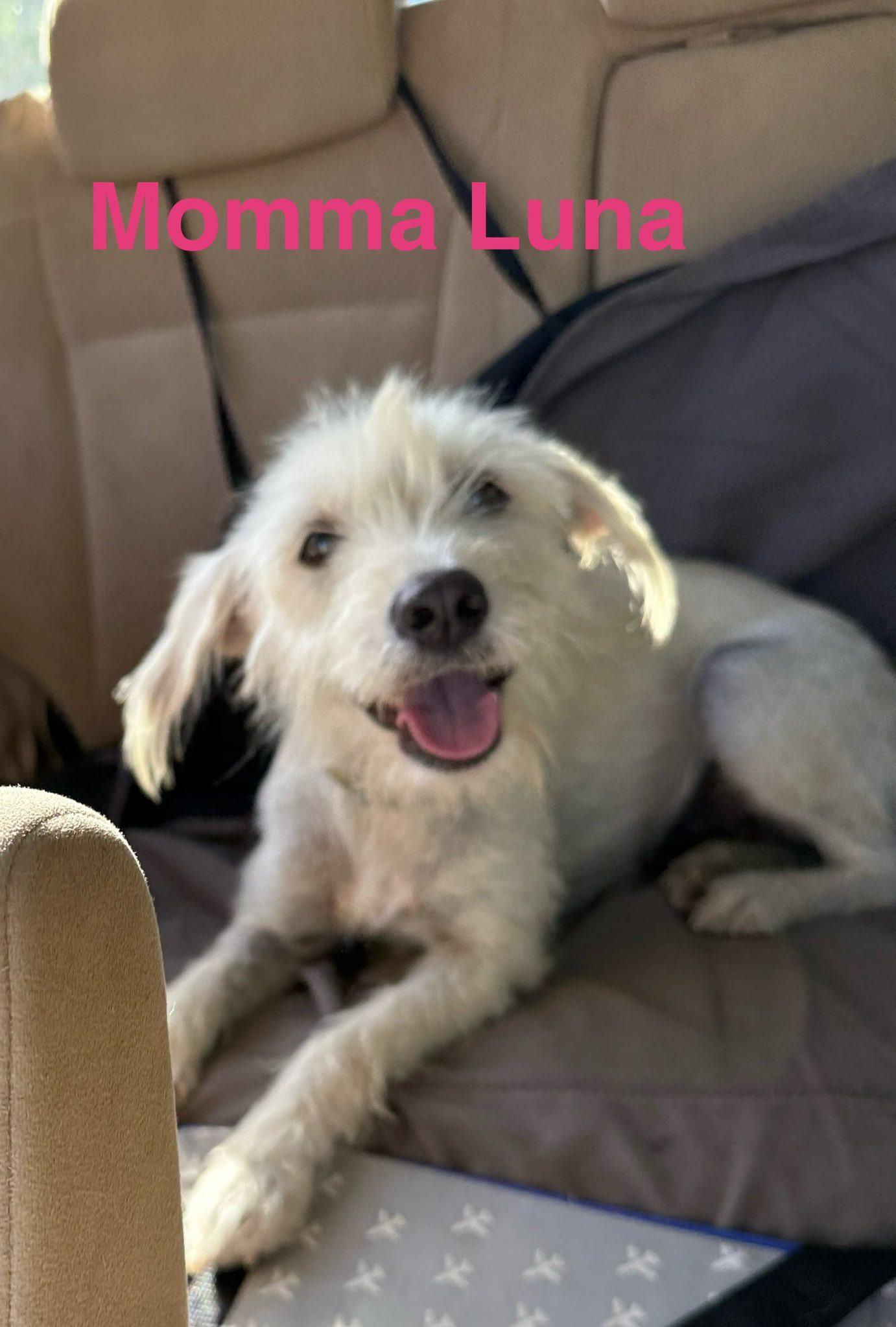 Enlarge Blizzard, a ADOPTABLE mixed breed in Nanuet, NY image 2/5