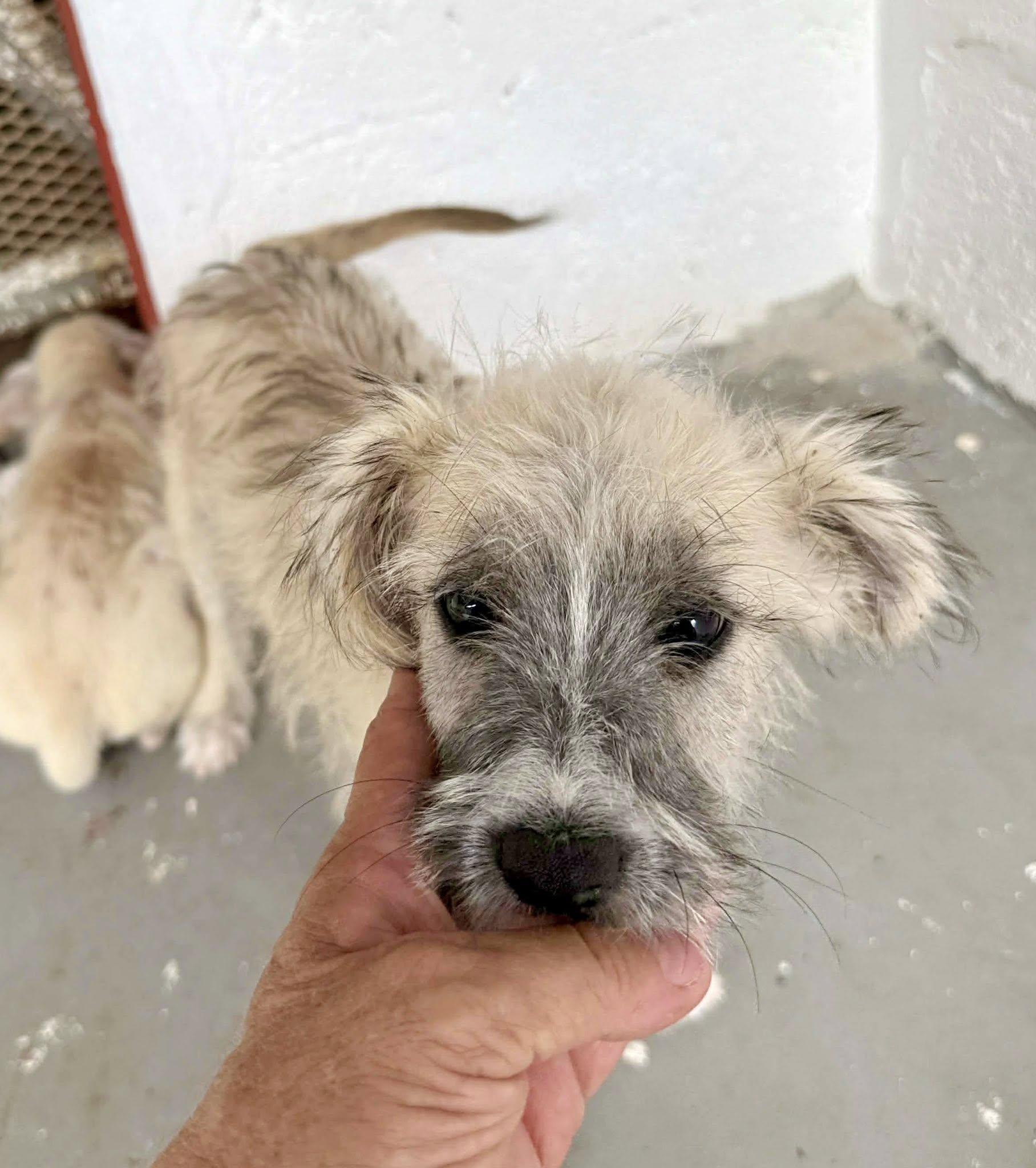 Enlarge Blizzard, a ADOPTABLE mixed breed in Nanuet, NY image 3/5