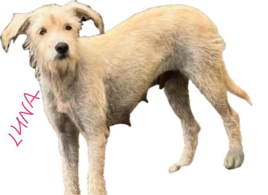 Enlarge Blizzard, a ADOPTABLE mixed breed in Nanuet, NY image 4/5