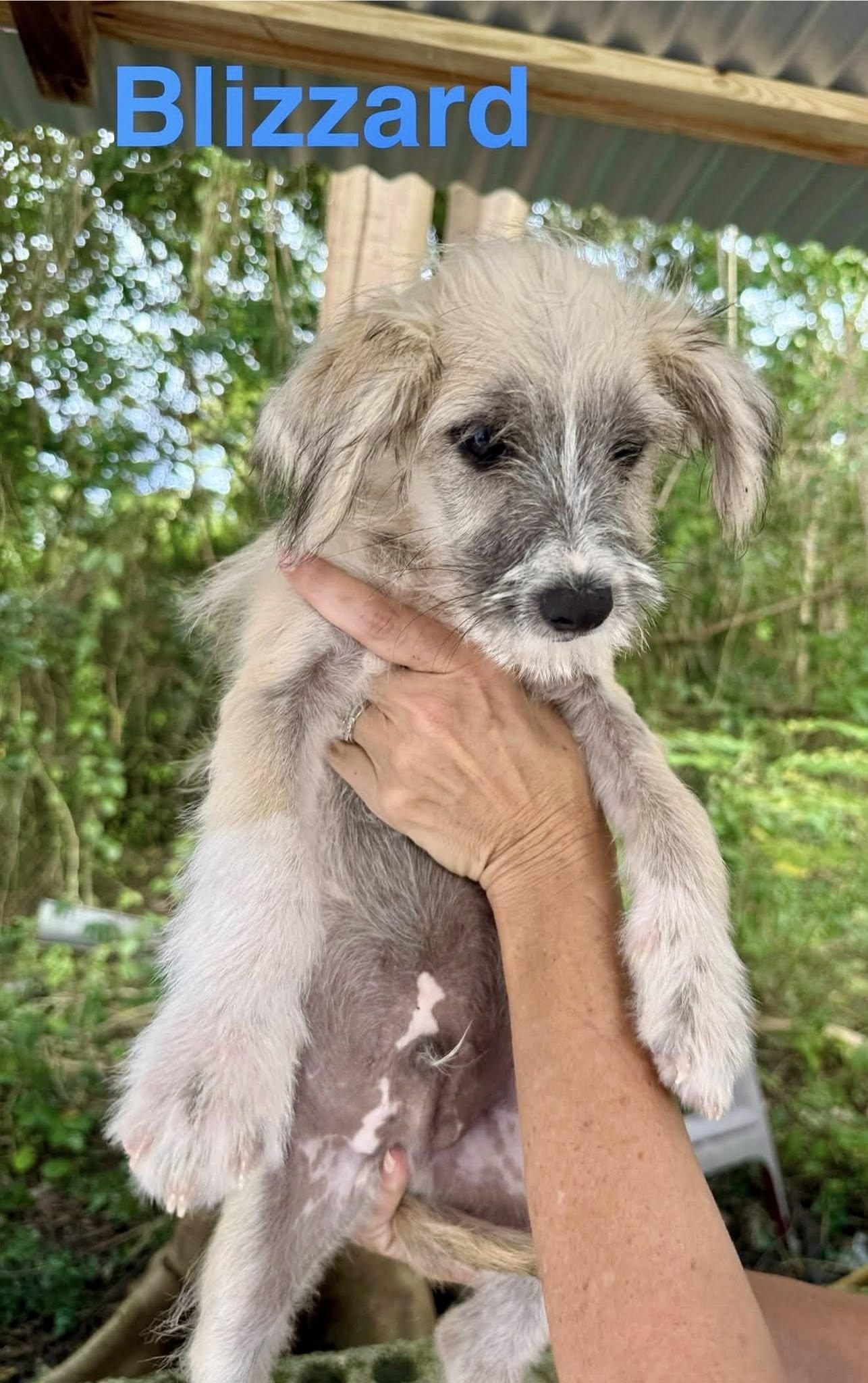 Enlarge Blizzard, a ADOPTABLE mixed breed in Nanuet, NY image 5/5