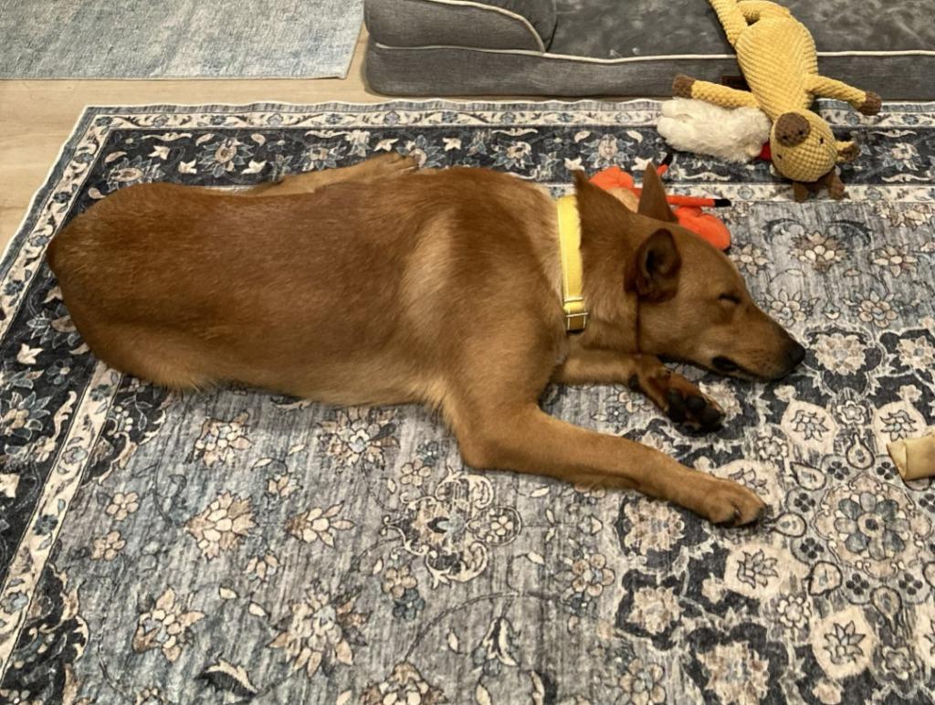 Romeo, a Adoptable mixed breed in Lockhart, TX image 1/4
