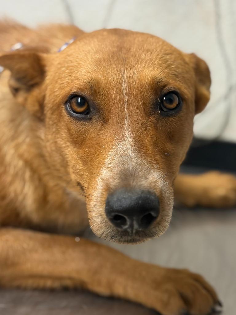 Romeo, Adoptable, Young Male Shepherd & Mixed Breed.