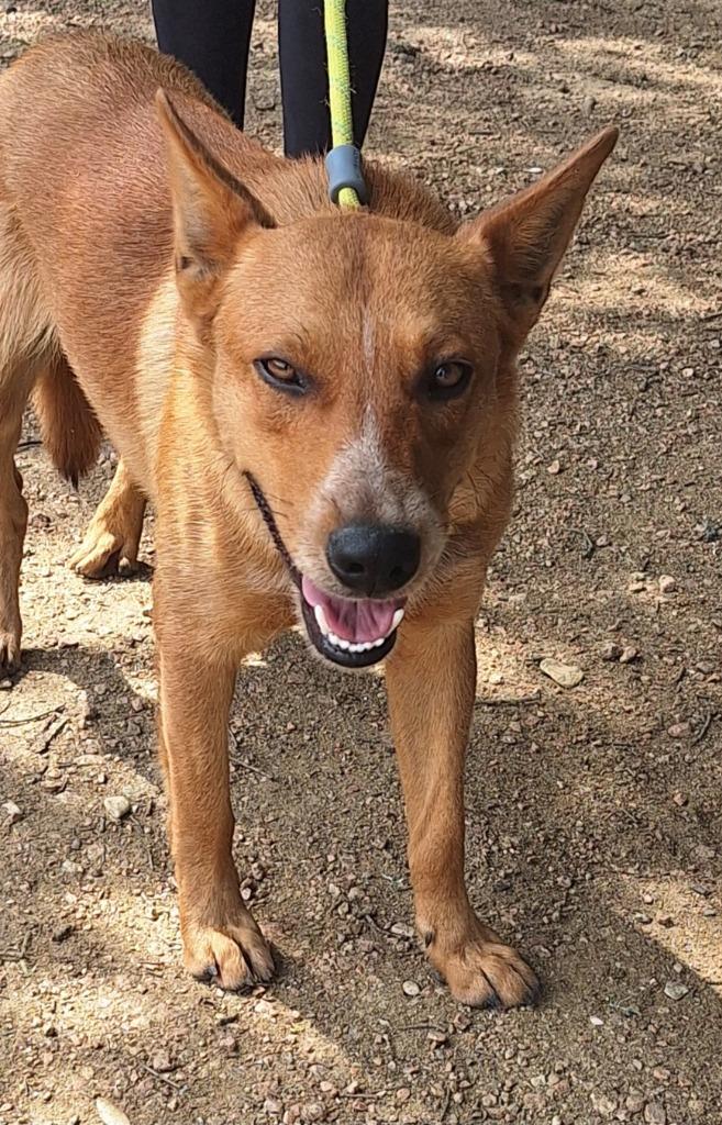 Enlarge Romeo, a Adoptable mixed breed in Lockhart, TX image 2/2
