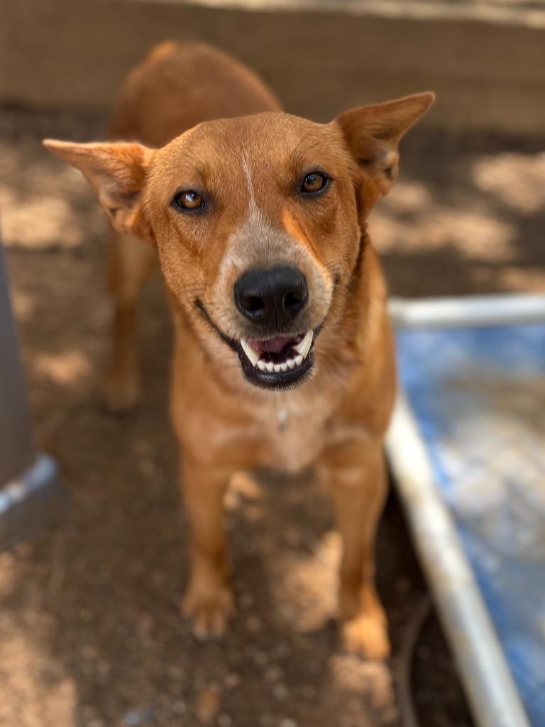 Romeo, a Adoptable mixed breed in Lockhart, TX image 5/5