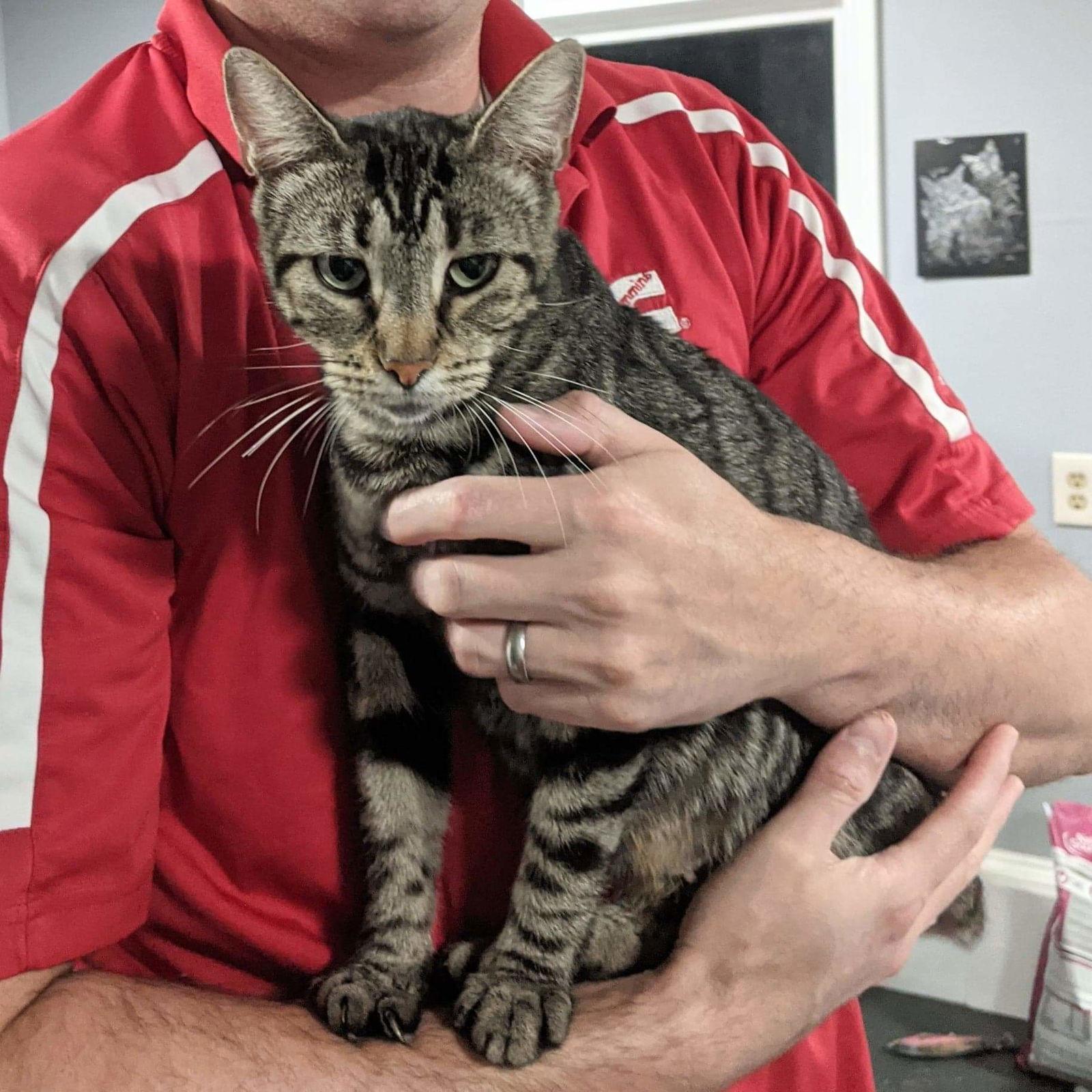 Enlarge Sugar, a Adoptable Domestic Short Hair in Columbus, IN image 1/6