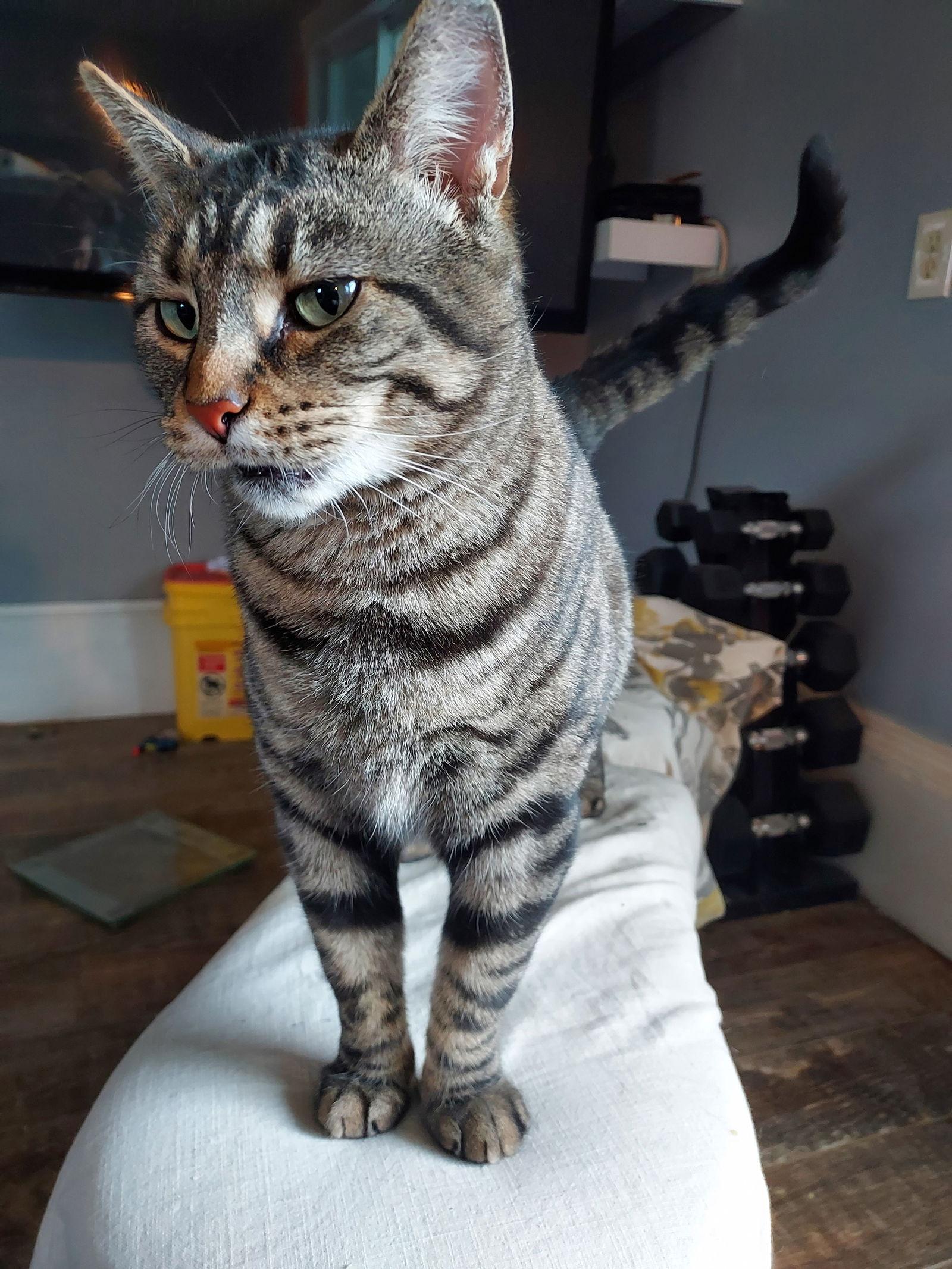 Enlarge Sugar, a Adoptable Domestic Short Hair in Columbus, IN image 2/6