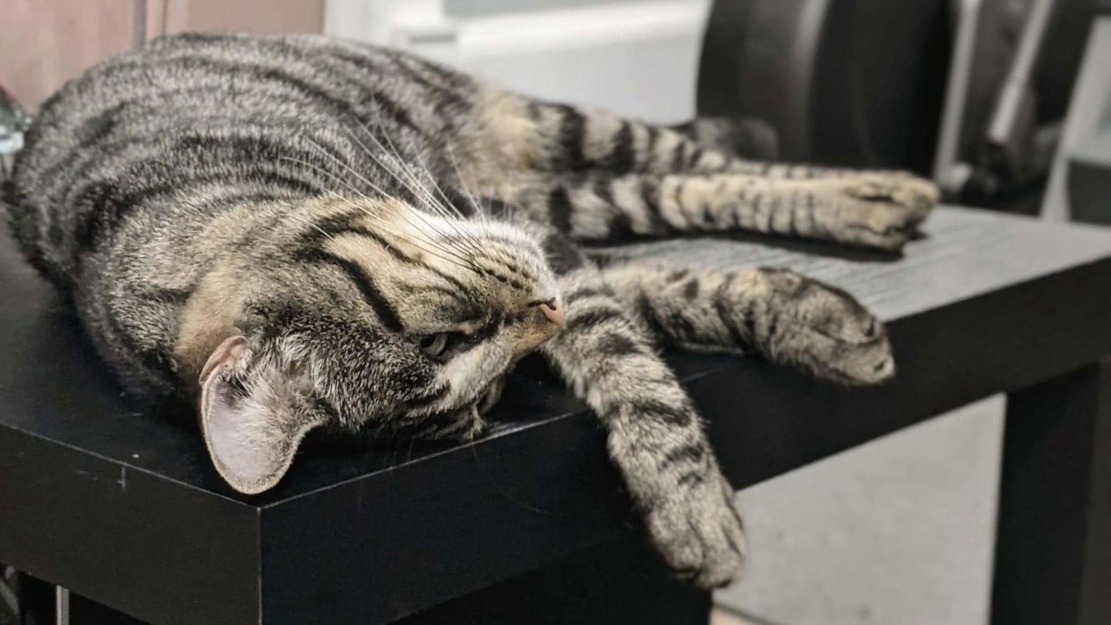 Enlarge Sugar, a Adoptable Domestic Short Hair in Columbus, IN image 3/6