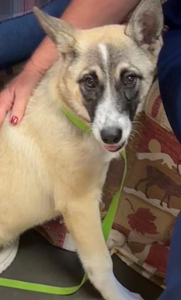 Athena, Adoptable, Puppy Female German Shepherd Dog & Anatolian Shepherd.