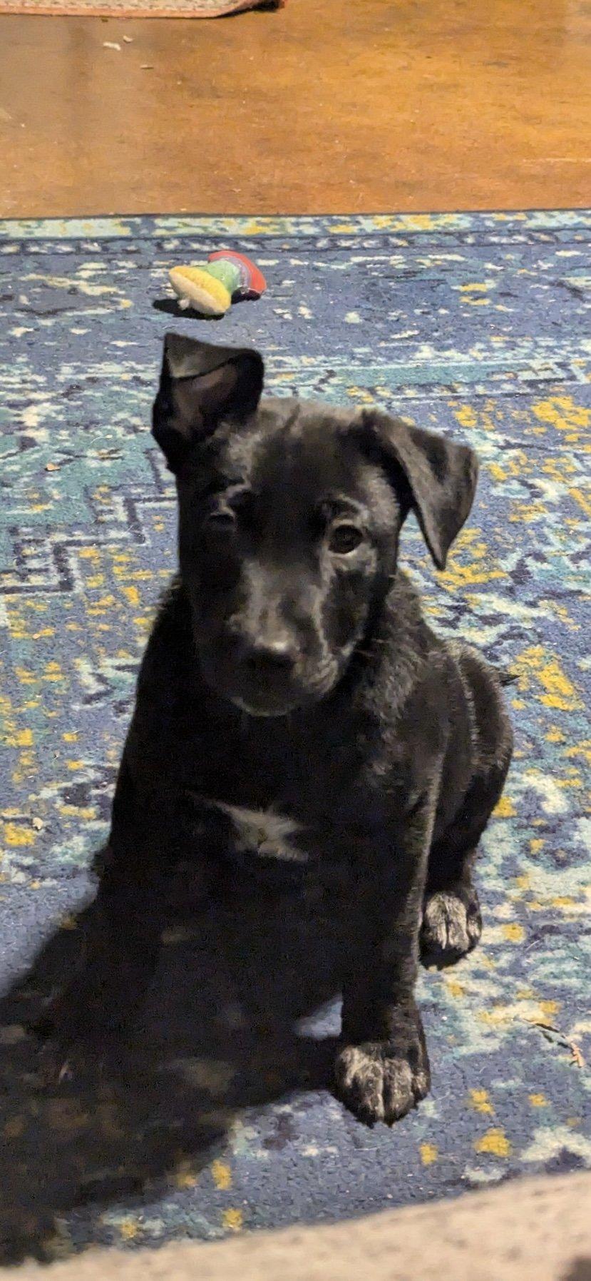 Enlarge Trouble, a Adopted mixed breed in Austin, TX image 1/1