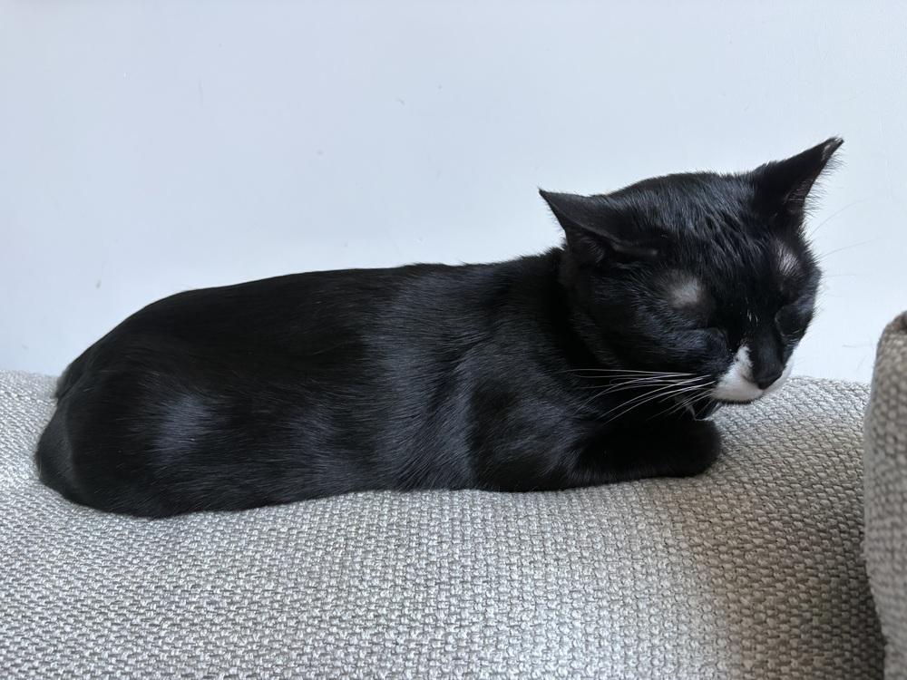 Mamba, Adoptable, Young Female Domestic Short Hair.