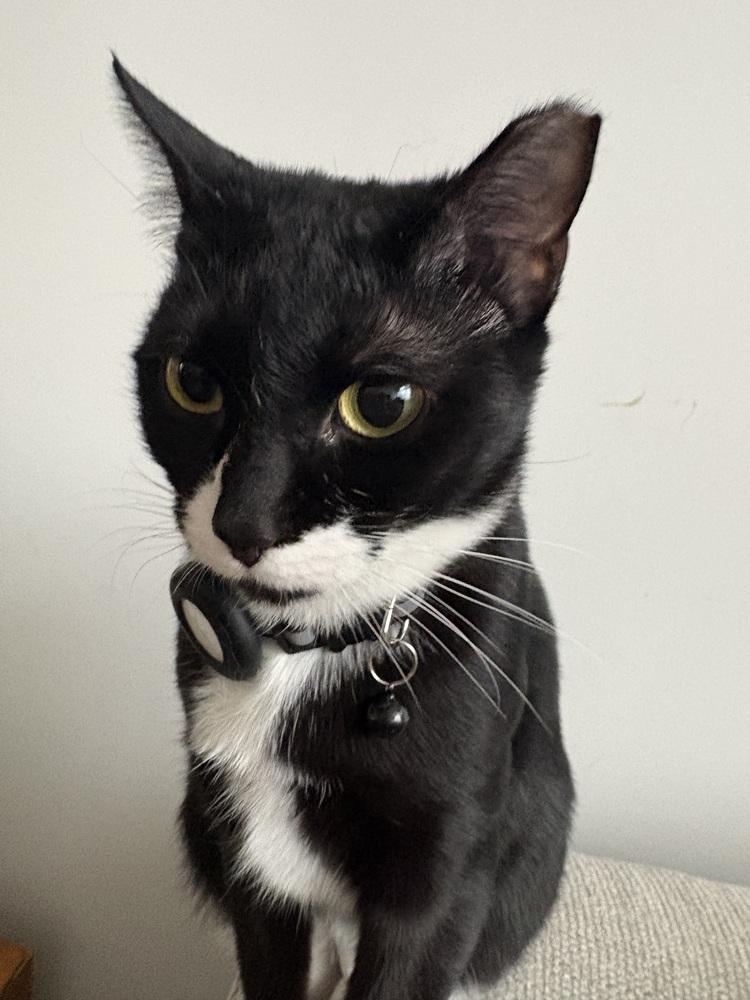 Enlarge Mamba, a Adoptable mixed breed in New York, NY image 3/4