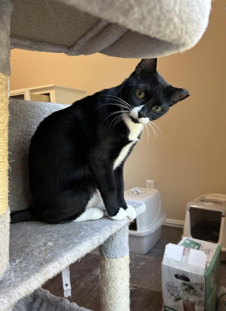 Enlarge Mamba, a Adoptable mixed breed in New York, NY image 4/4