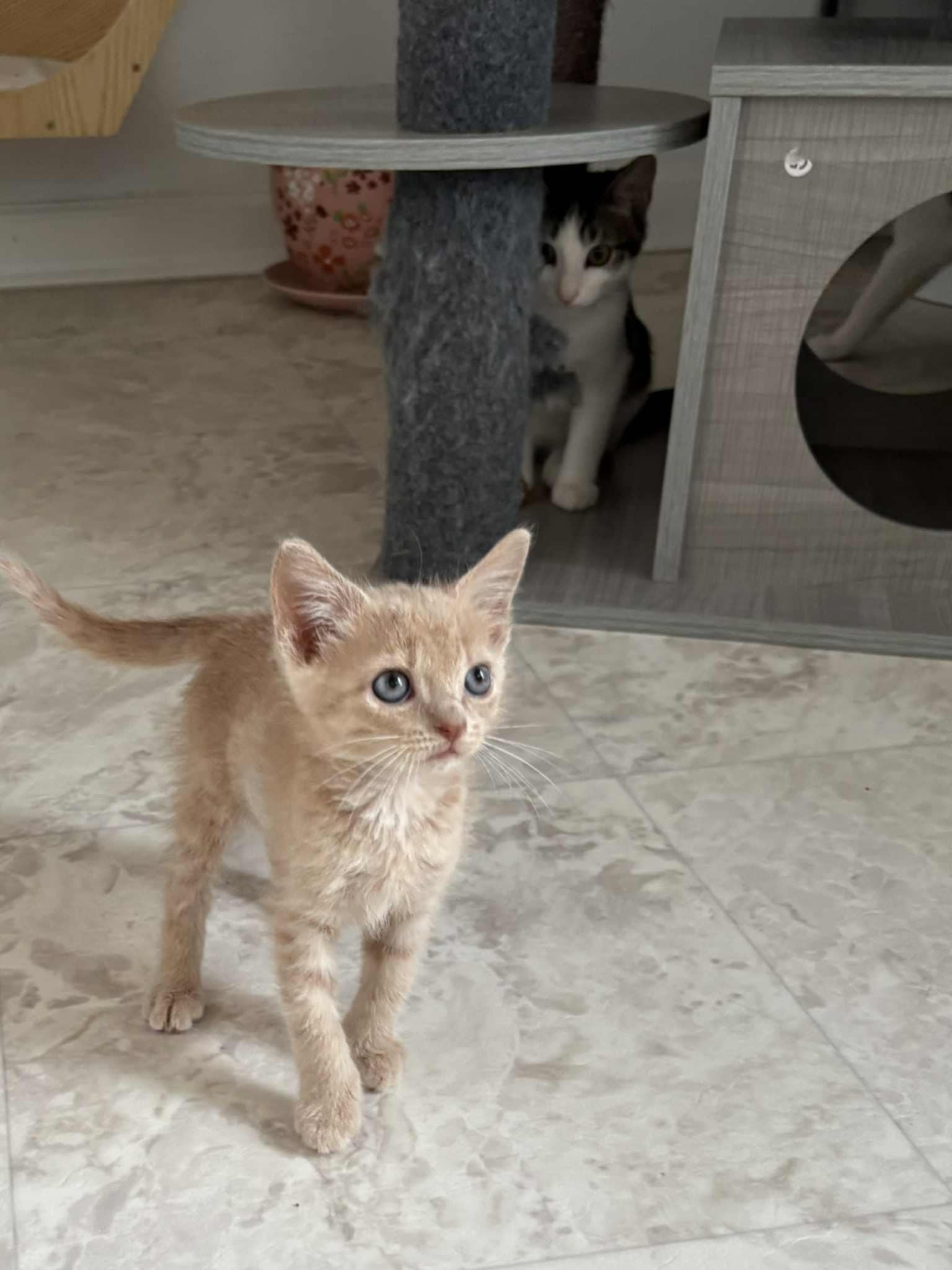 Sir Kingston, Adopted, Kitten Male Tabby & Domestic Short Hair.