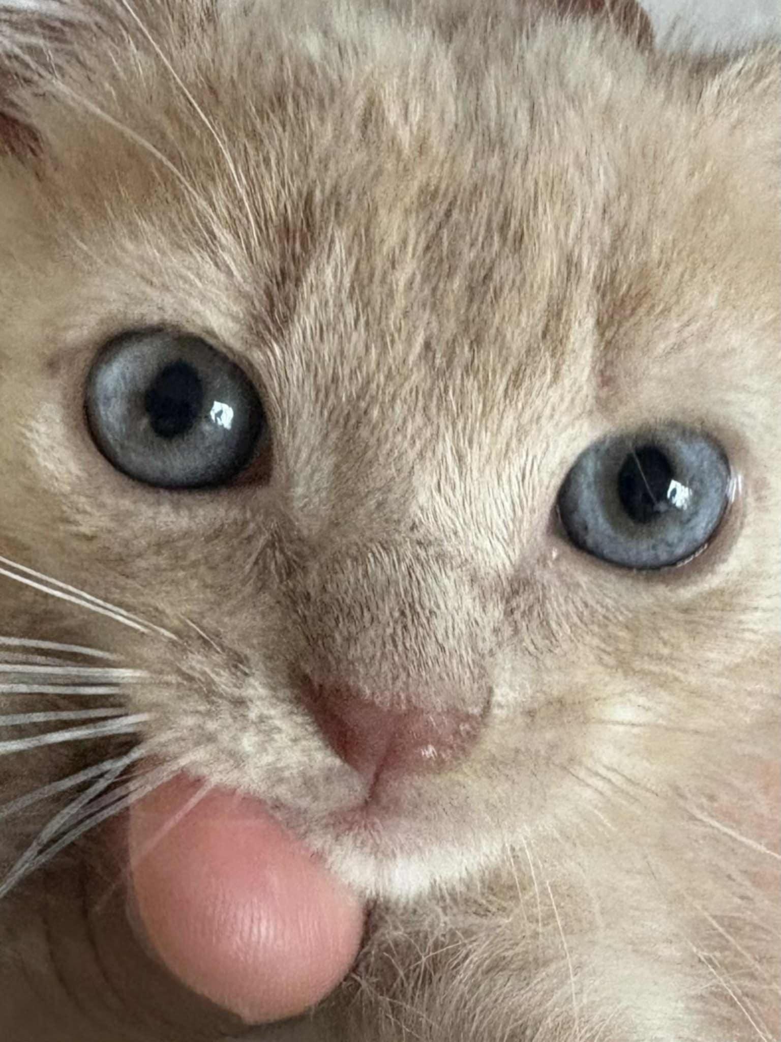 Enlarge Sir Kingston, a Adopted mixed breed in Seaford, DE image 2/3