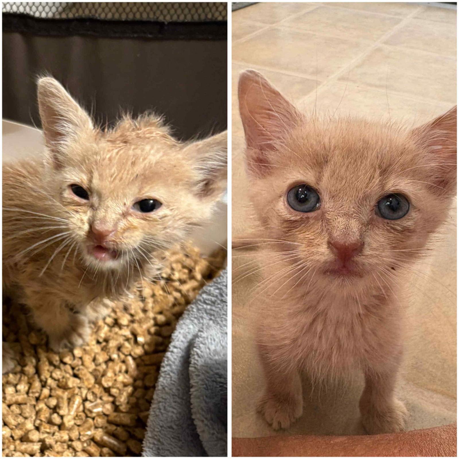 Enlarge Sir Kingston, a Adopted mixed breed in Seaford, DE image 3/3