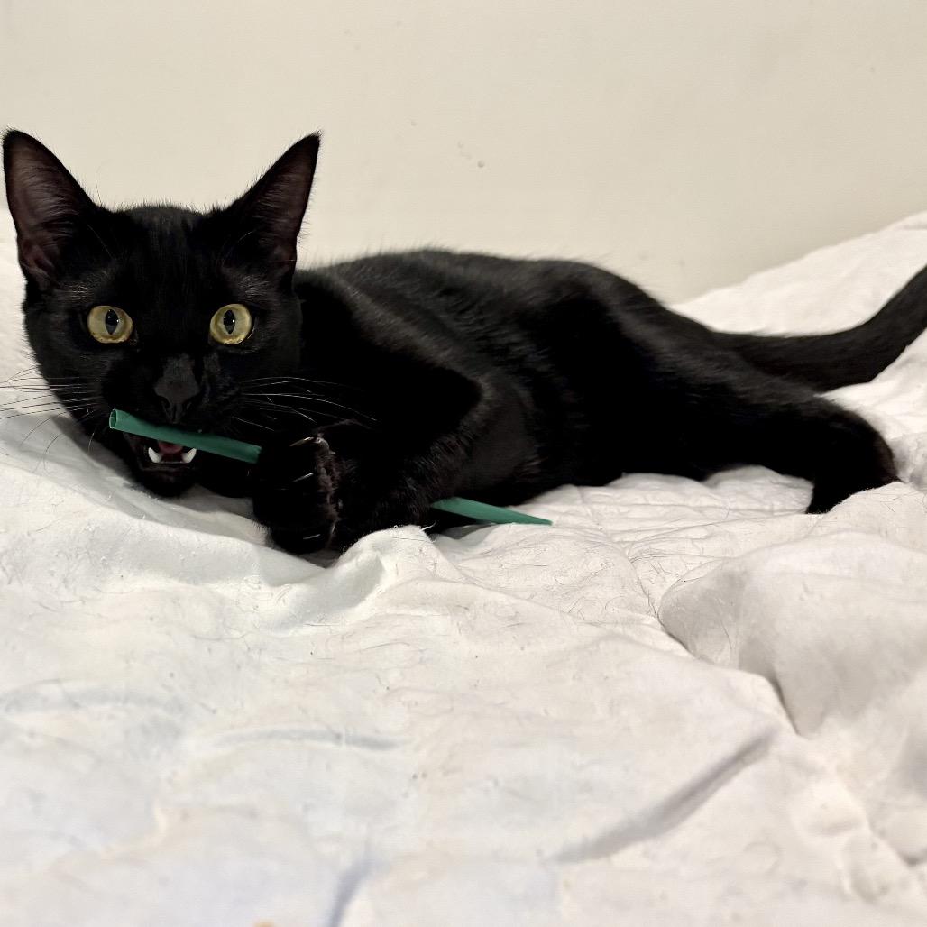 Charlie Day, Adoptable, Young Male Domestic Short Hair.