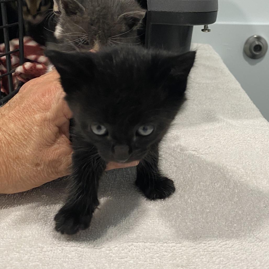 Enlarge Charlie Day, a Adoptable Domestic Short Hair in Springfield, OR image 2/5