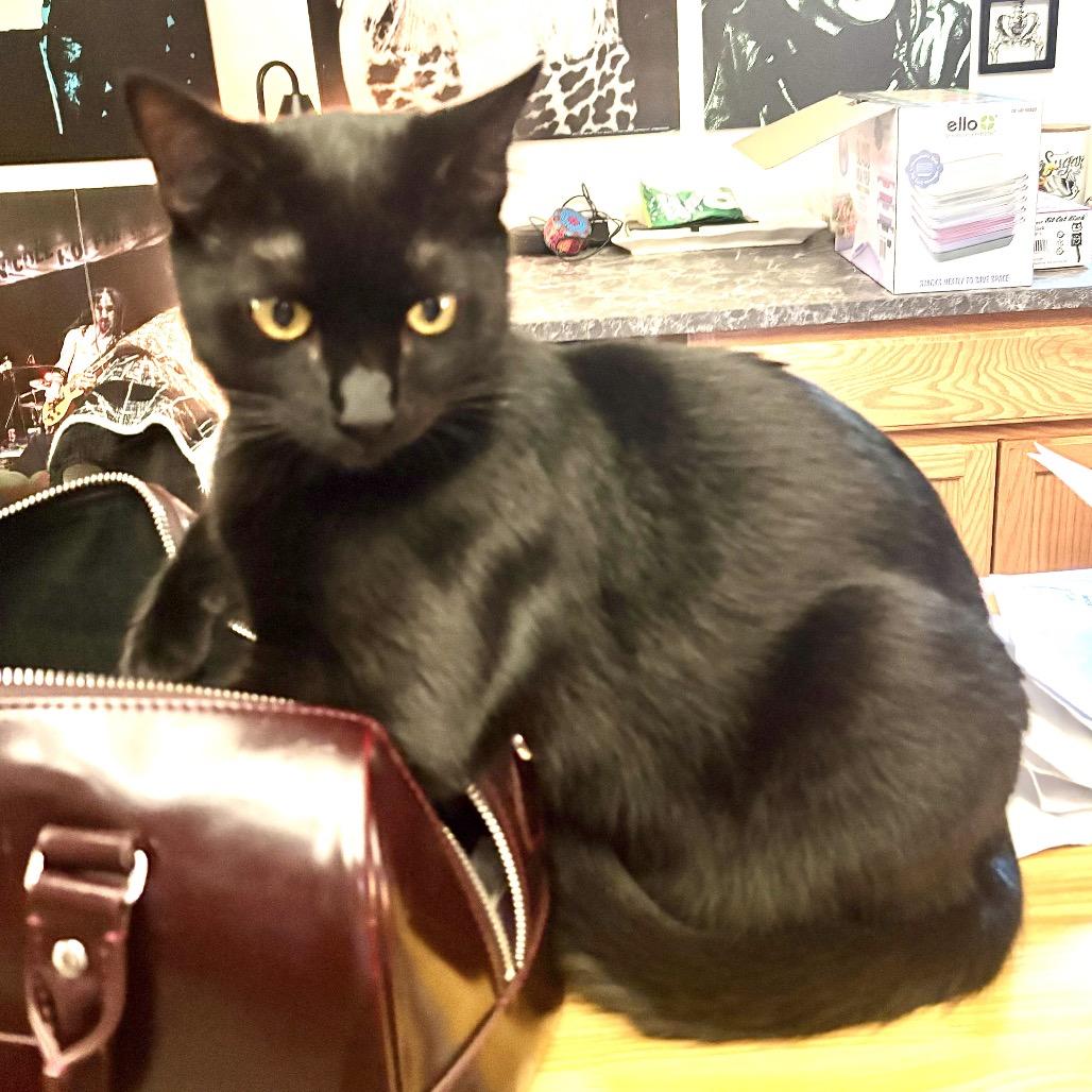 Enlarge Charlie Day, a Adoptable Domestic Short Hair in Springfield, OR image 3/5