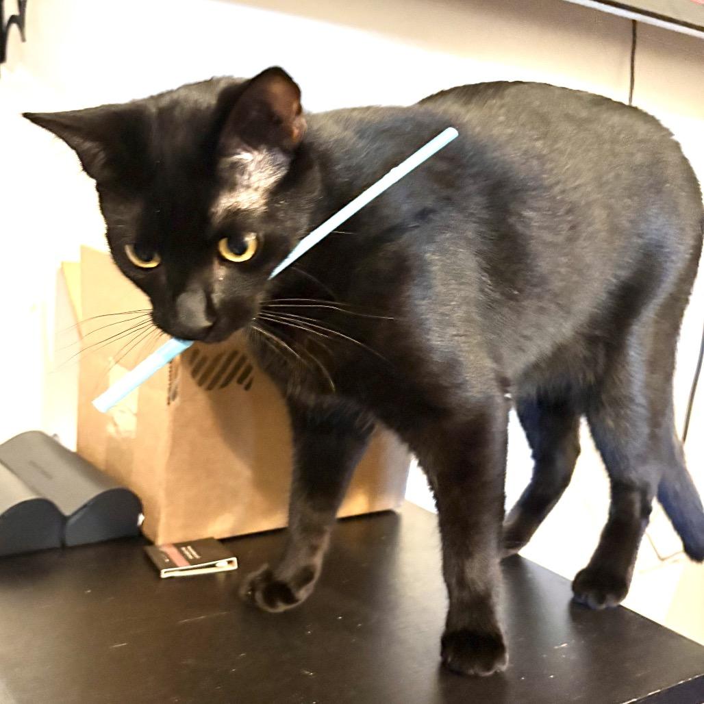 Enlarge Charlie Day, a Adoptable Domestic Short Hair in Springfield, OR image 4/5
