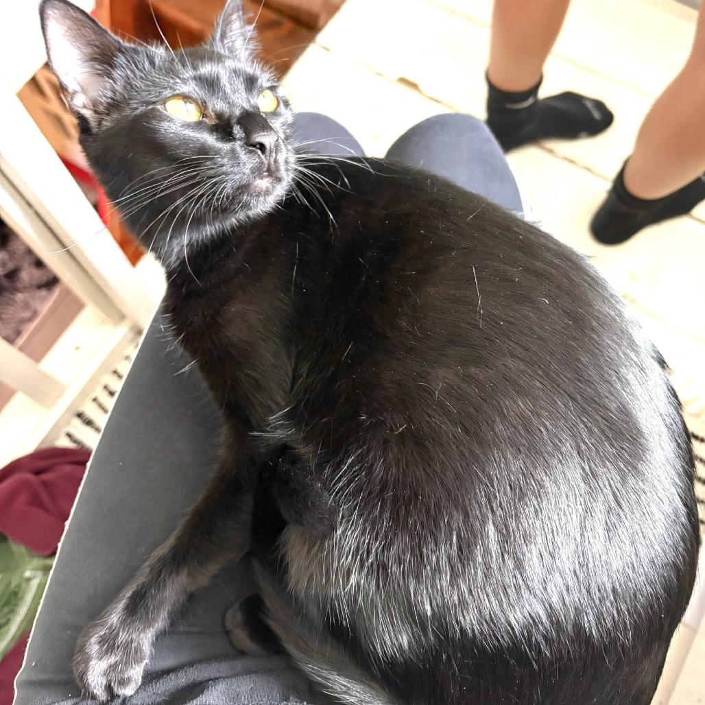 Enlarge Charlie Day, a Adoptable Domestic Short Hair in Springfield, OR image 5/5