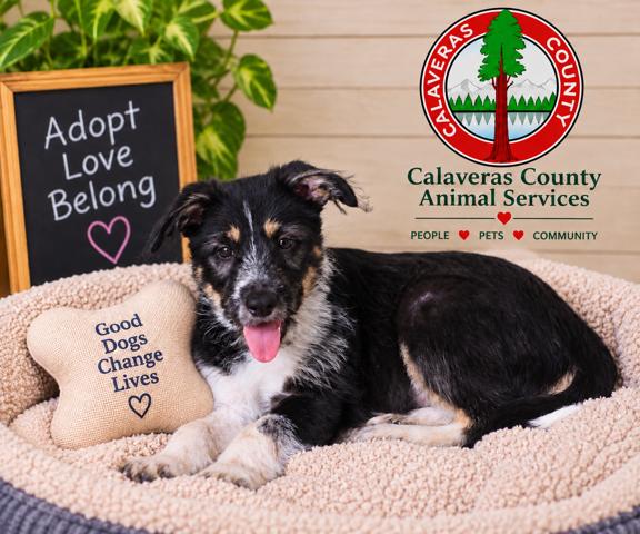 Sugar Bear A061304, Adoptable, Puppy Male Australian Cattle Dog / Blue Heeler & German Wirehaired Pointer.