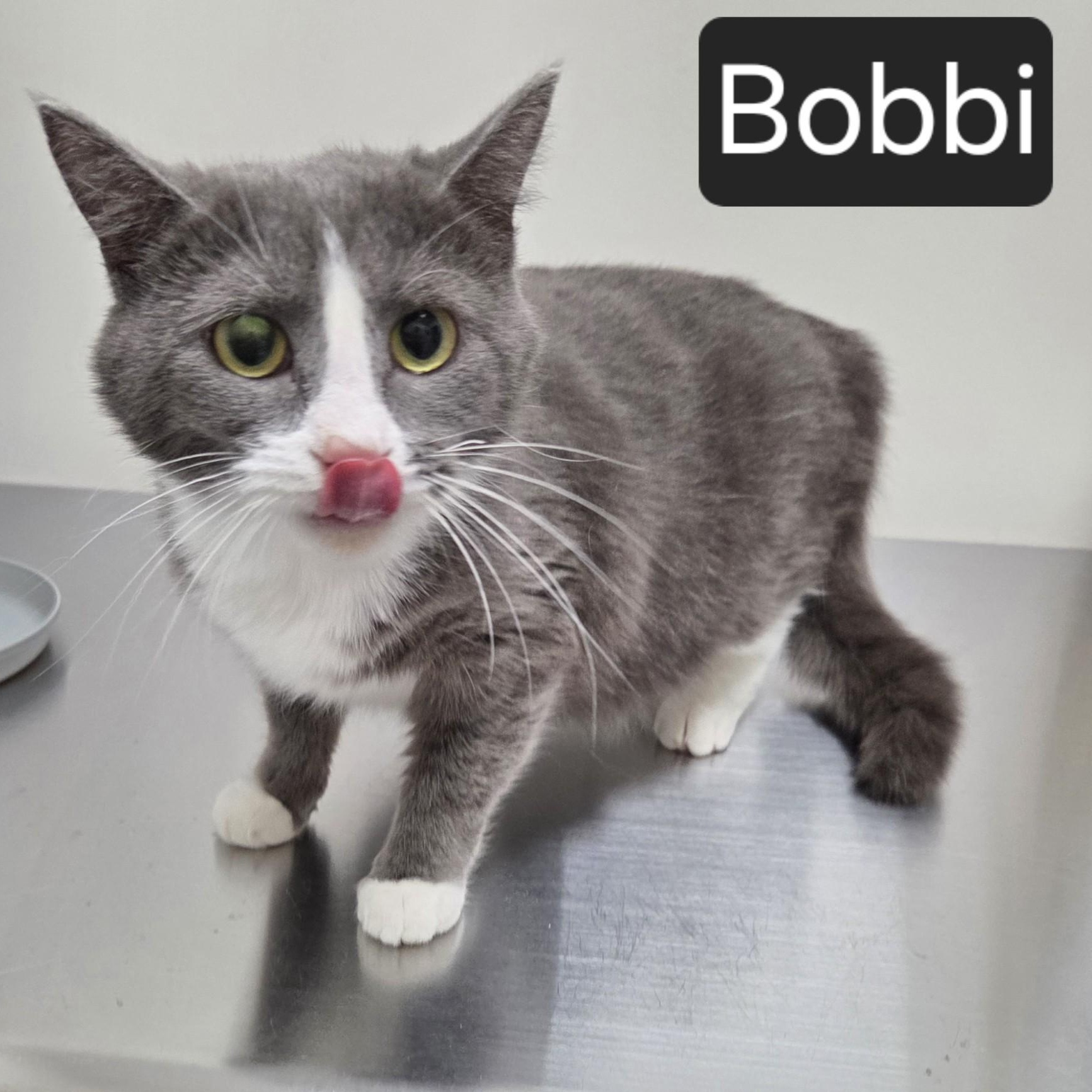 Bobbi, ADOPTABLE, Young Female Domestic Short Hair.