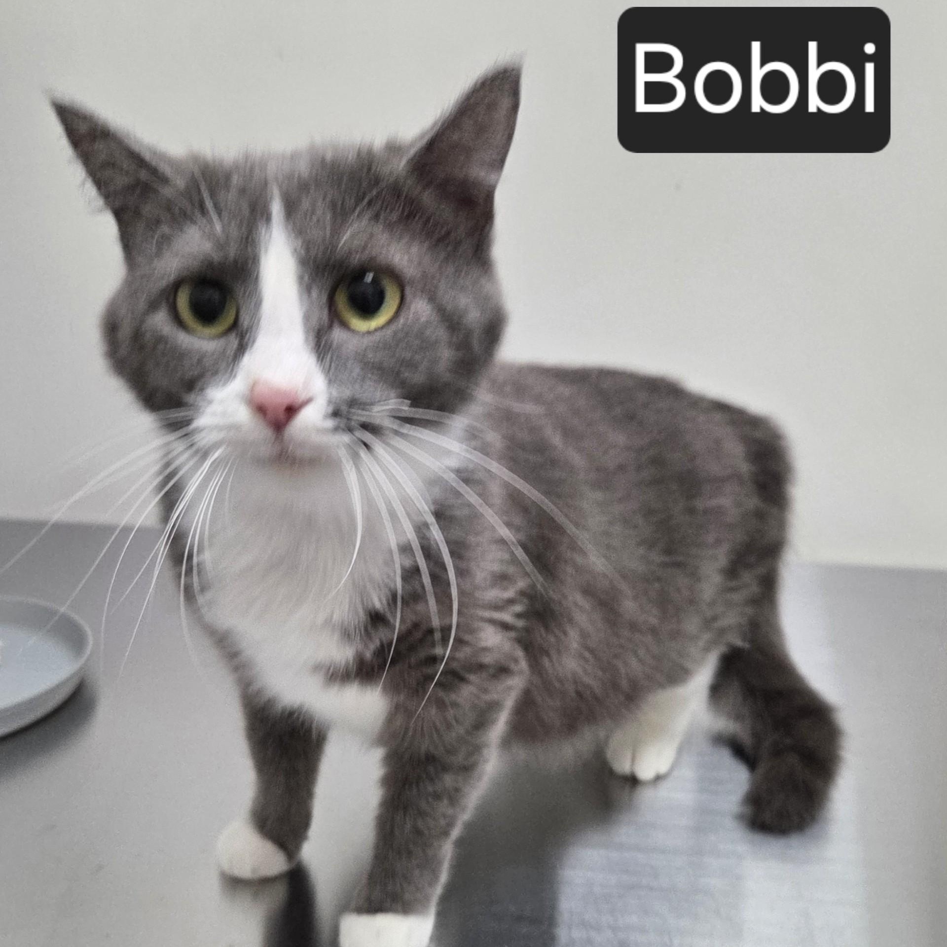 Enlarge Bobbi, a ADOPTABLE Domestic Short Hair in SNOW HILL, NC image 2/2