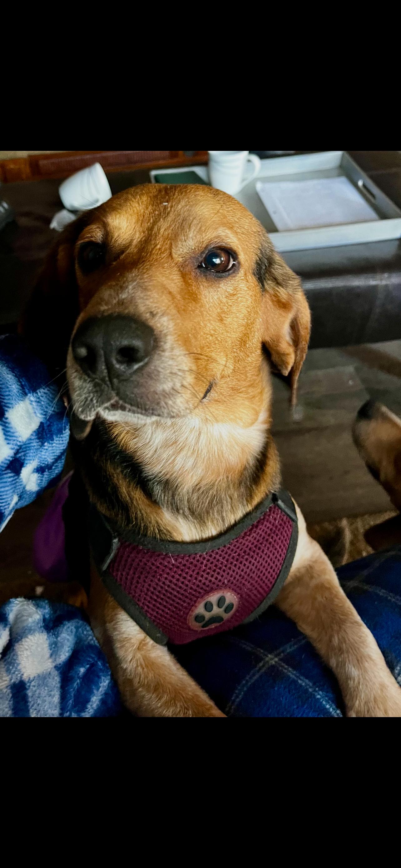 Rosco Baldwin, Adopted, Adult Male Beagle.