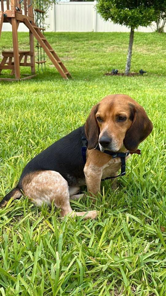 Enlarge Rosco Baldwin, a Adopted Beagle in Tampa, FL image 2/3