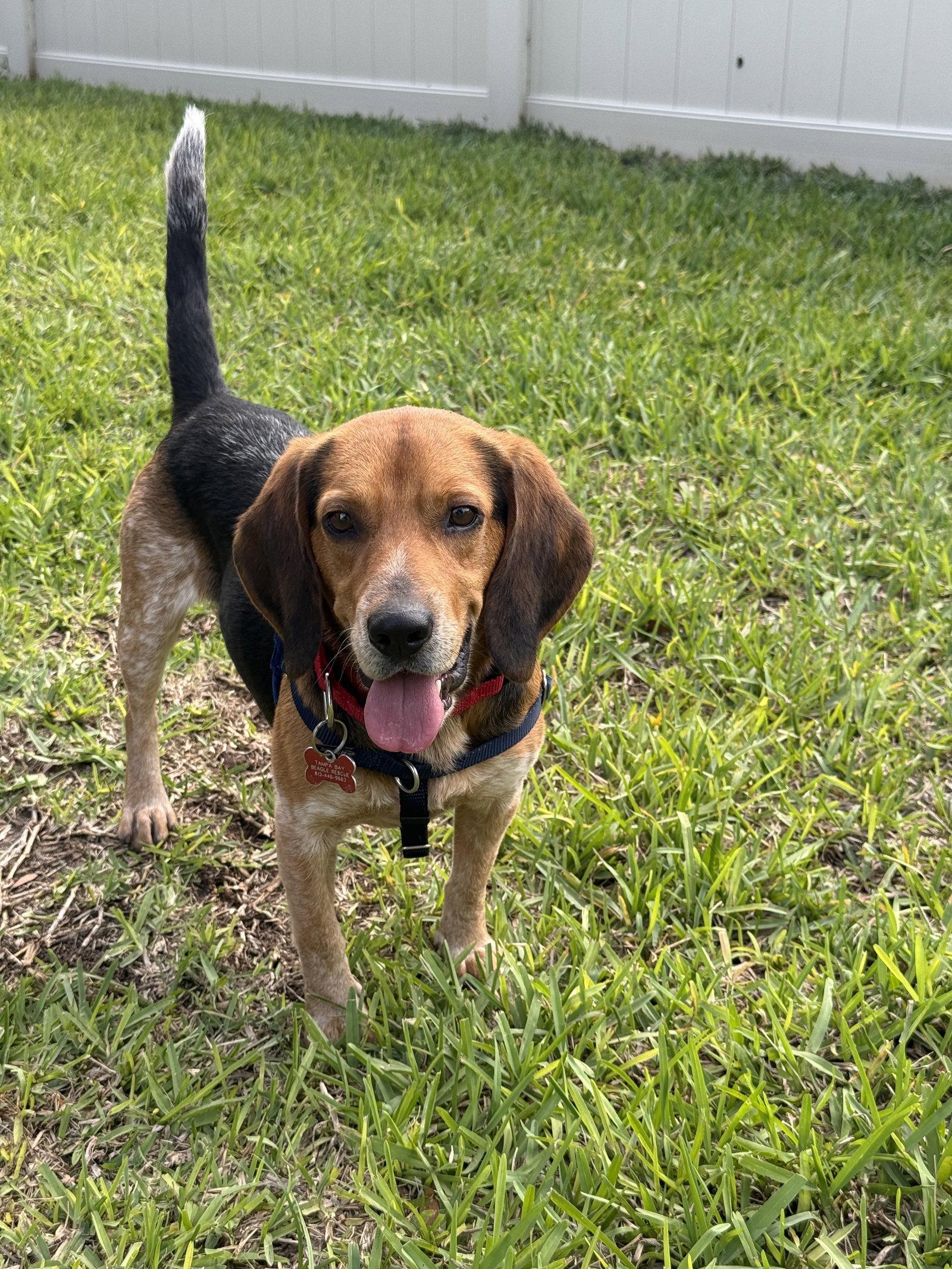 Enlarge Rosco Baldwin, a Adopted Beagle in Tampa, FL image 3/3